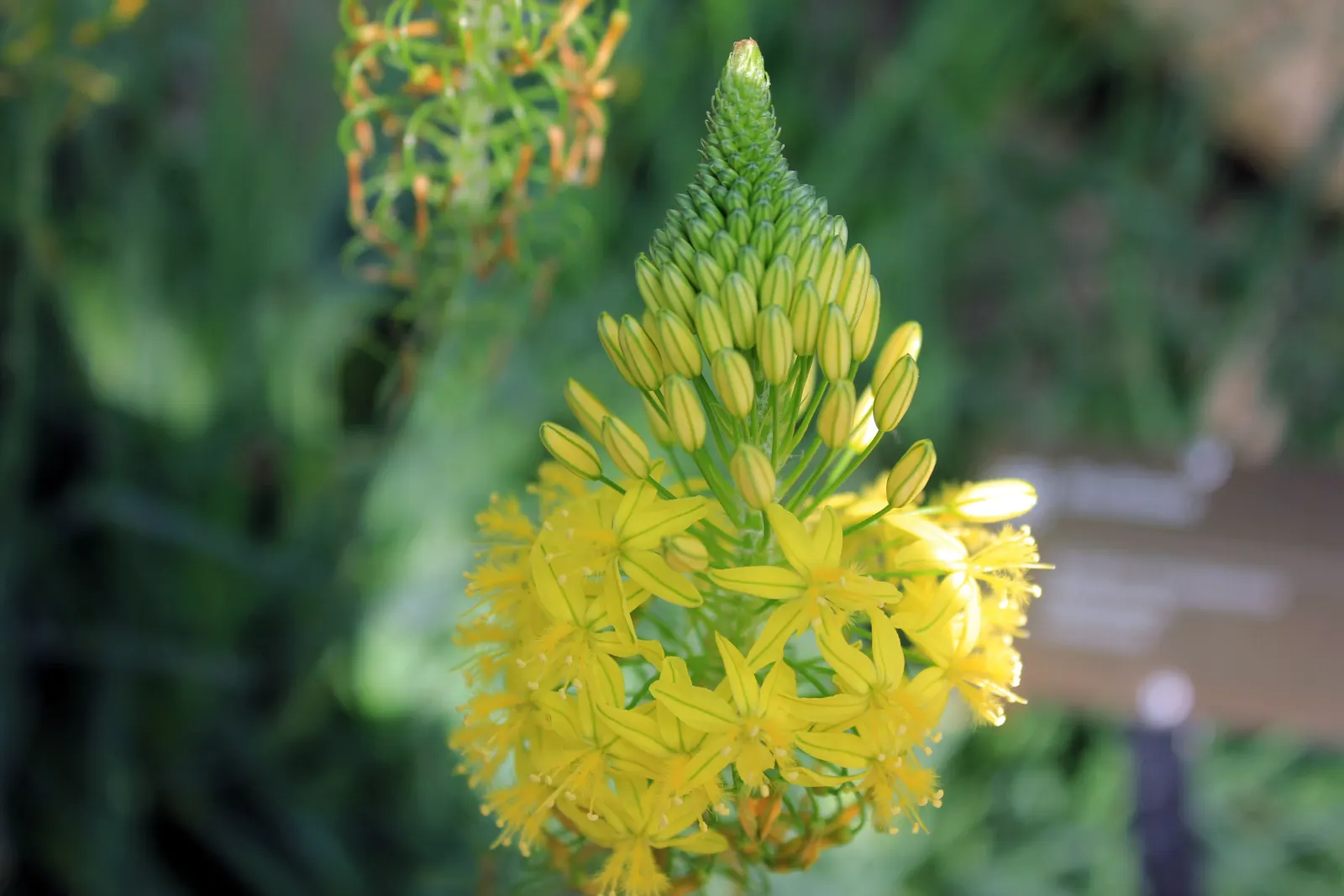 Yellow Stalked Bulbine (Bulbine Frutescens) — These blossoms are perched on stalks that reach heights of up to 18 inches; scientifically referred to as Bulbine