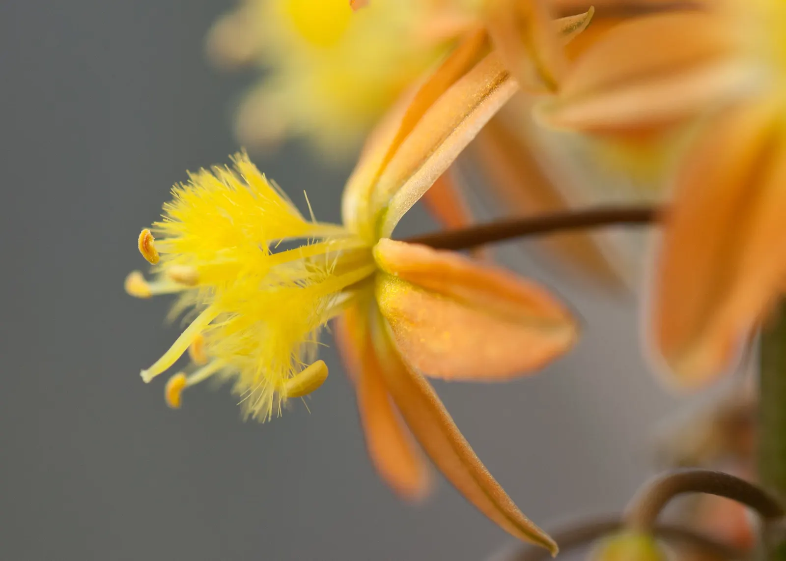 Yellow Stalked Bulbine (Bulbine Frutescens) — Space plants 12 inches apart for optimal growth; making it an ideal choice for water-wise landscapes and rock
