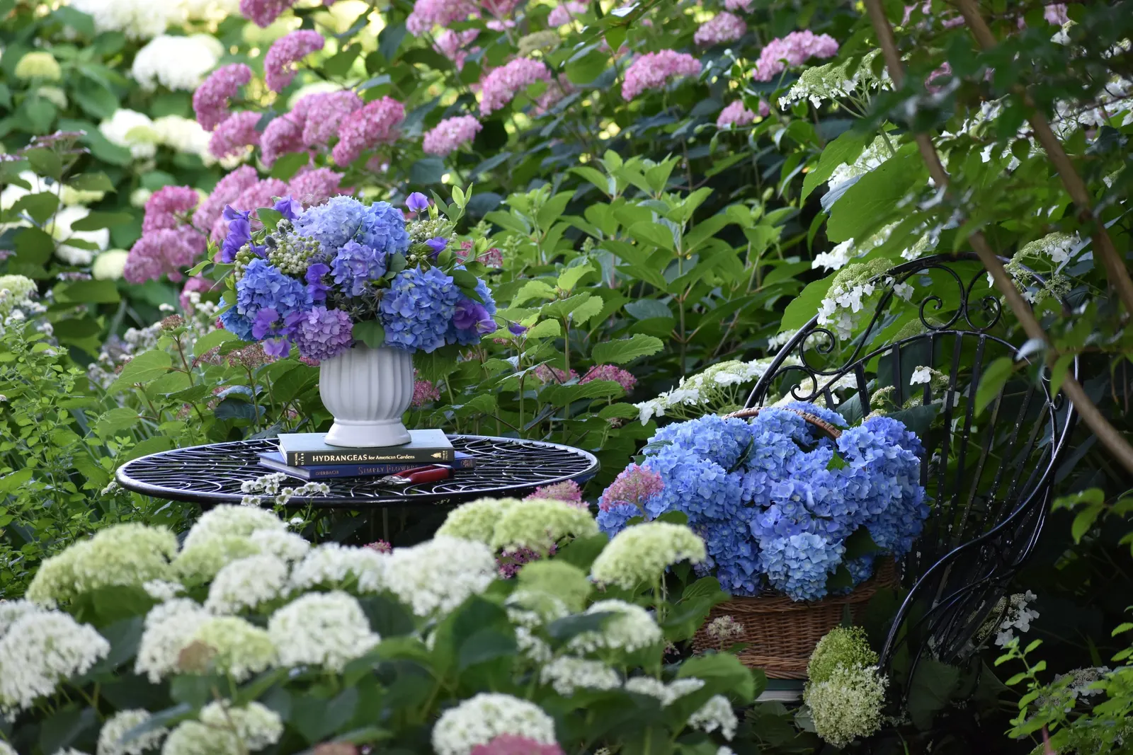 Let's Dance Lovable® Bigleaf Hydrangea (Hydrangea macrophylla) — Depending on soil chemistry