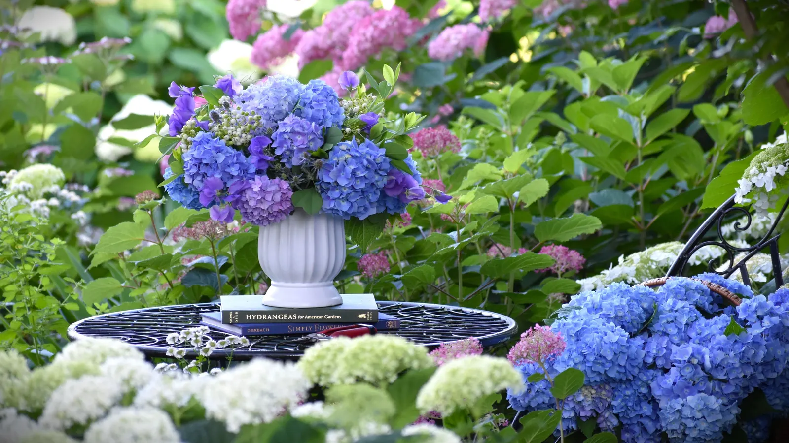Let's Dance Lovable® Bigleaf Hydrangea (Hydrangea macrophylla) — or blue depending on soil pH; well-drained soil and average water; afternoon shade helps in