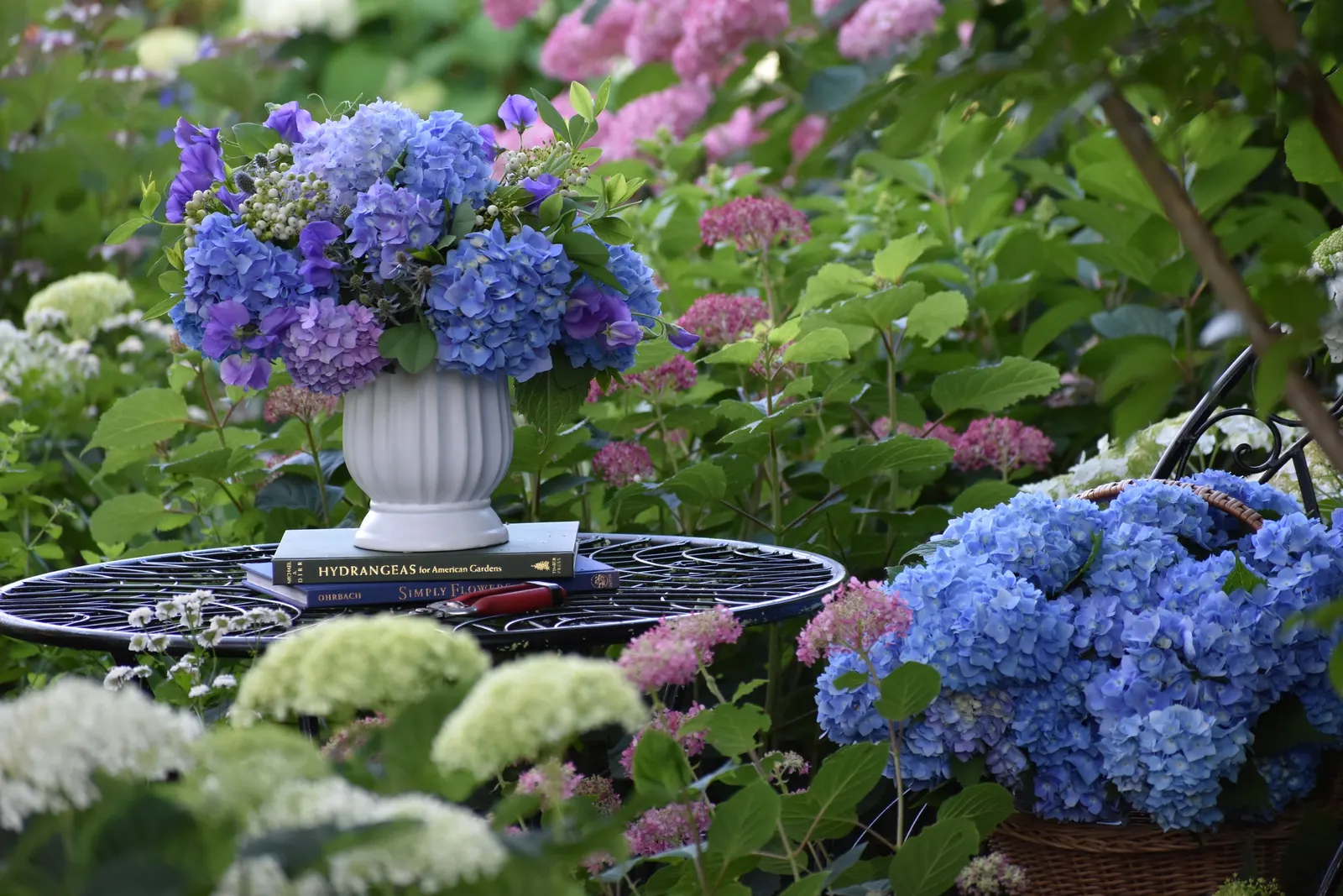 Let's Dance Lovable® Bigleaf Hydrangea (Hydrangea macrophylla) — blue and pink flowers in the garden