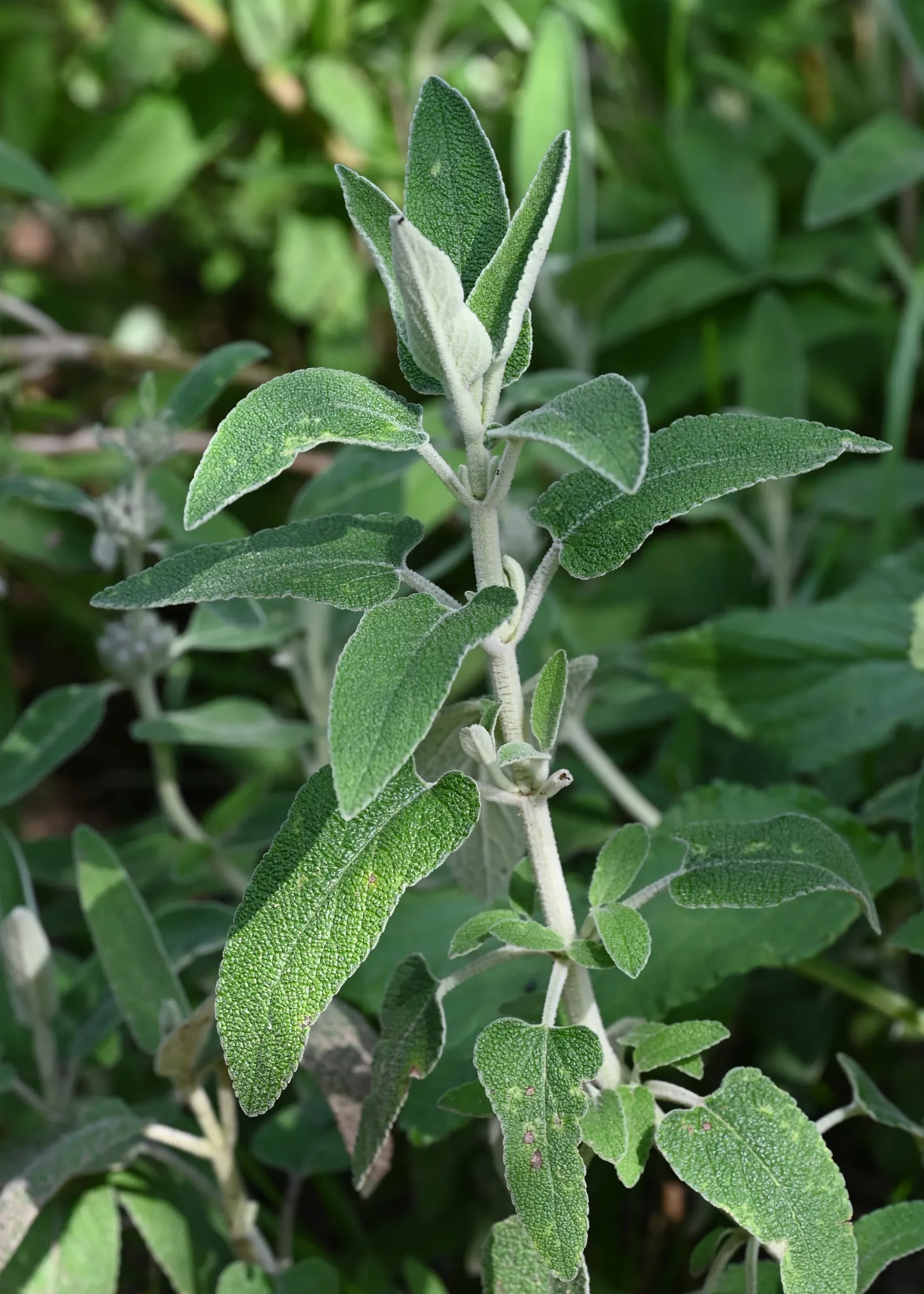 Purple Jerusalem Sage (Phlomis Purpurea) — and can measure up to 6 inches long