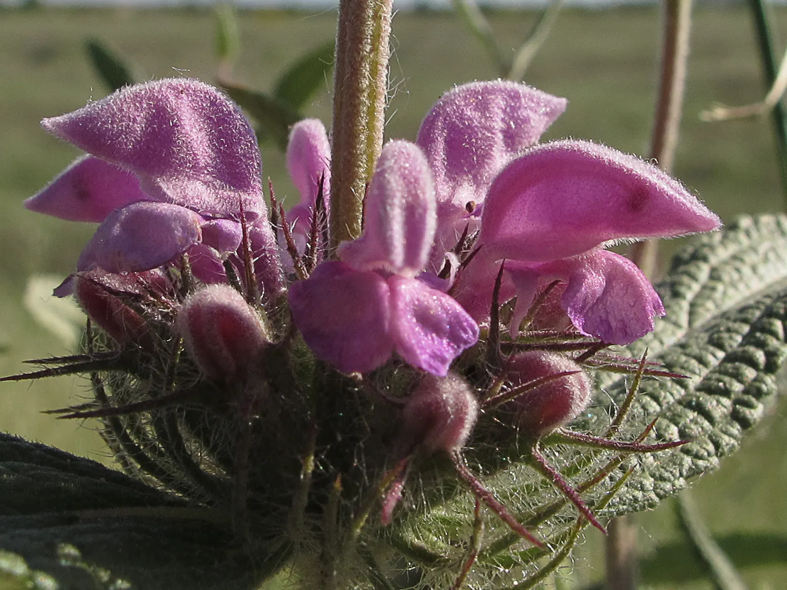 Purple Jerusalem Sage (Phlomis Purpurea) — sage-green leaves are evergreen in milder climates