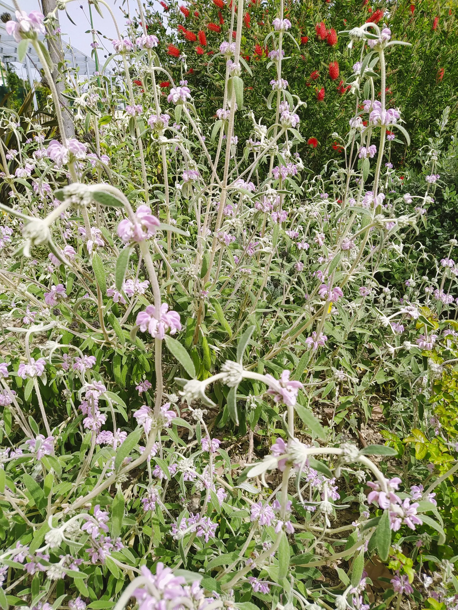 Purple Jerusalem Sage (Phlomis Purpurea) — The leaves of Phlomis purpurea are an attractive sage green