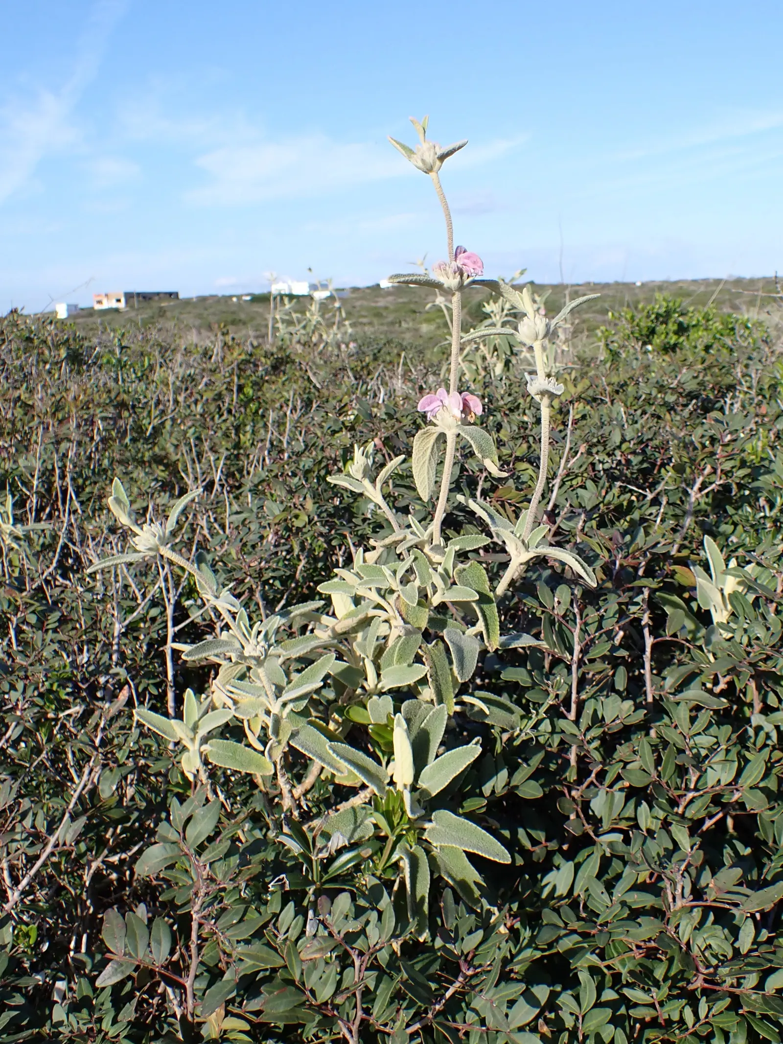 Purple Jerusalem Sage (Phlomis Purpurea) — Thrives in full sun, well-drained soil; drought-tolerant once established