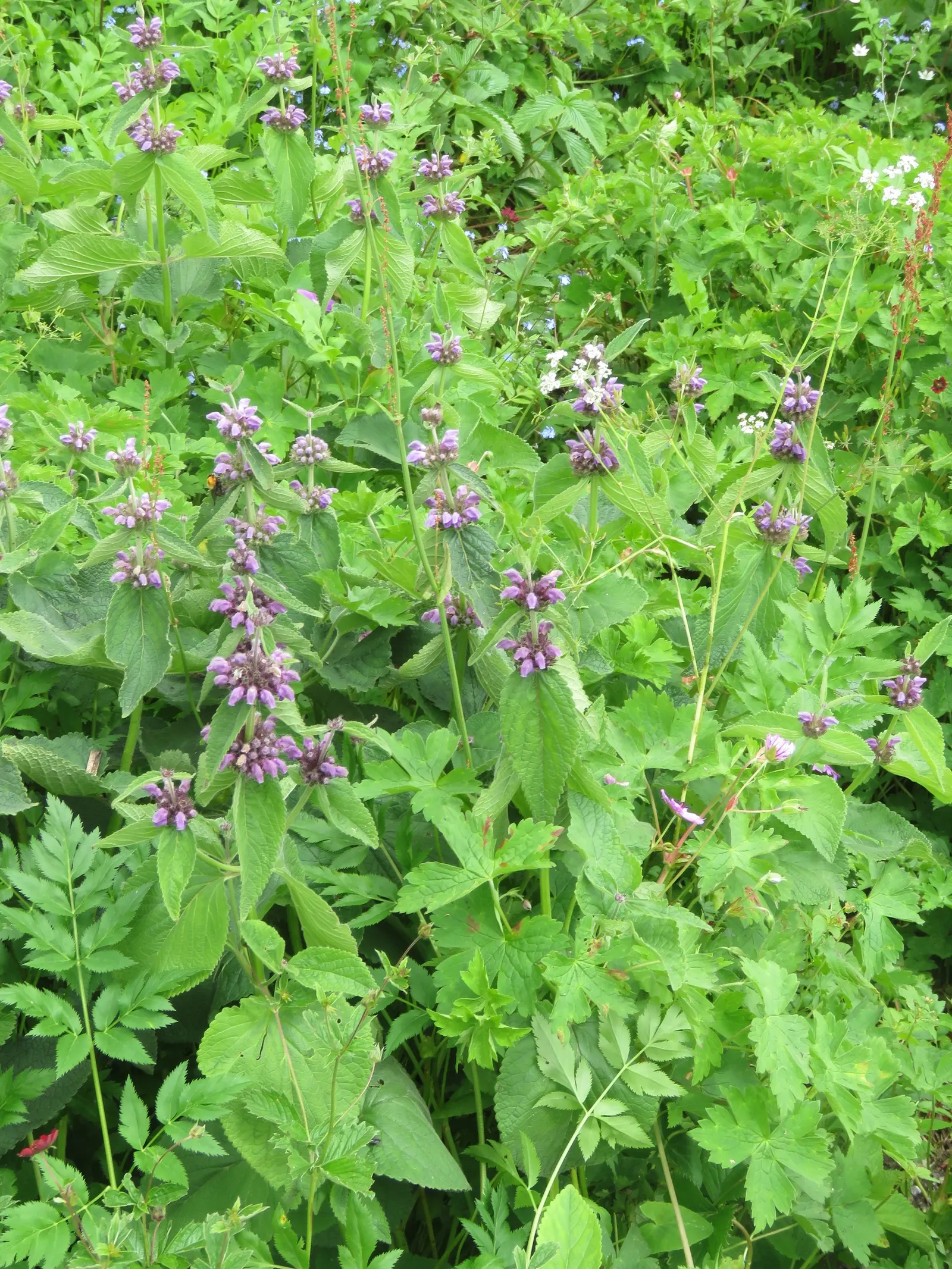 Purple Jerusalem Sage (Phlomis Purpurea) — It thrives in USDA Hardiness Zones 7 to 10