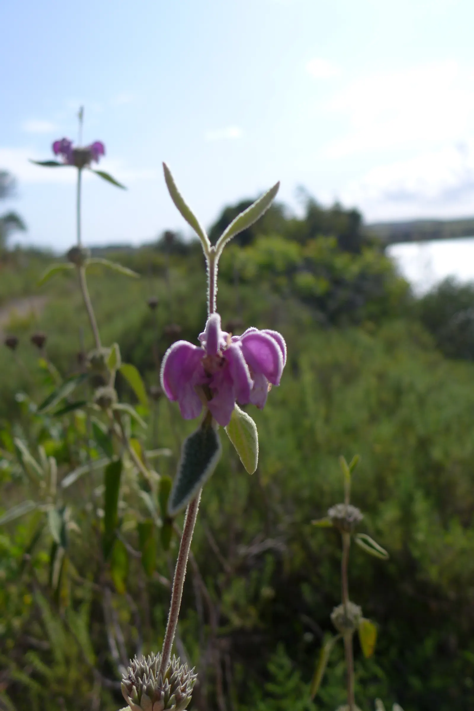 Purple Jerusalem Sage (Phlomis Purpurea) — deep purple flowers atop square stems