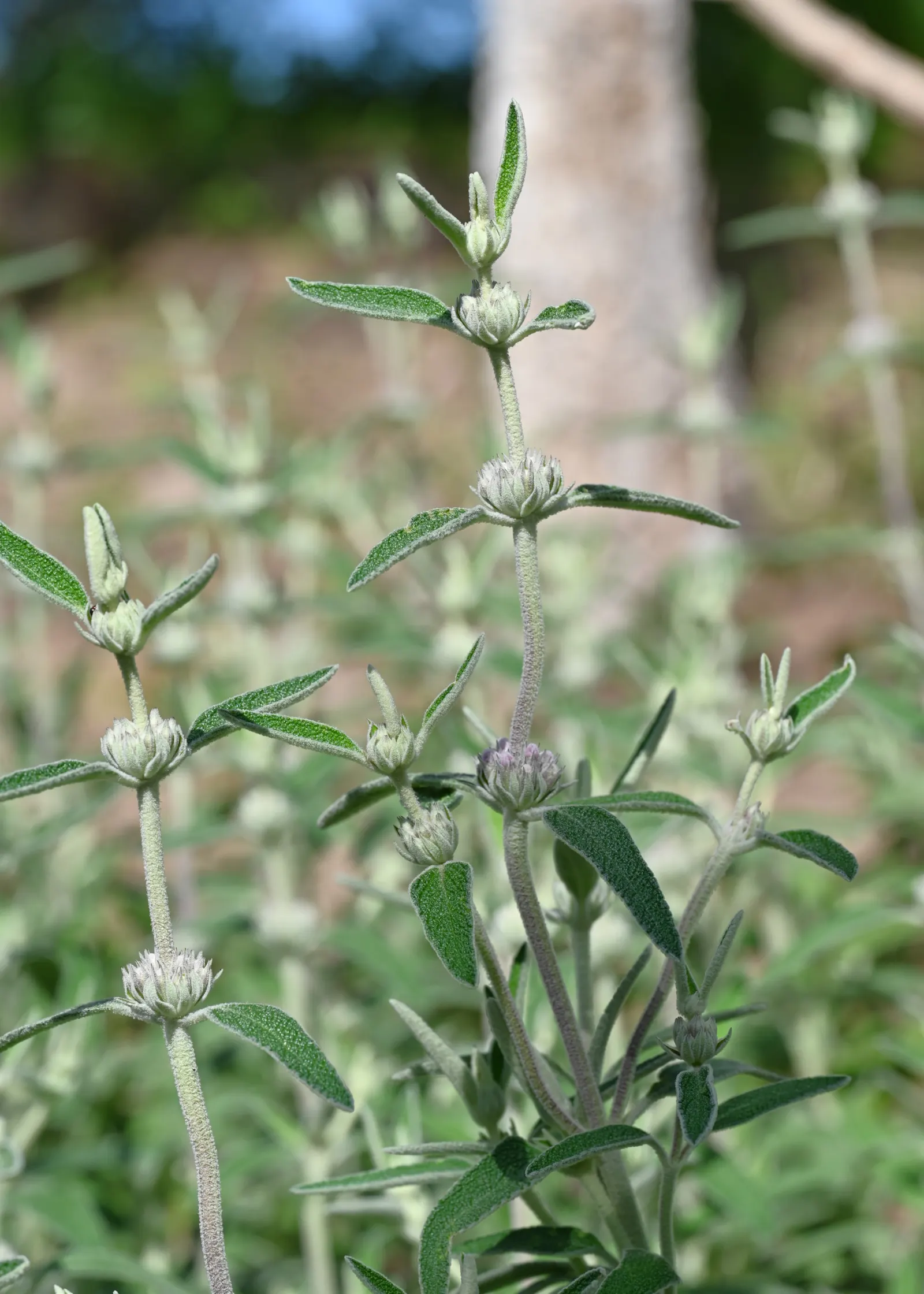 Purple Jerusalem Sage (Phlomis Purpurea) — This plant can serve as an excellent addition for bringing wildlife into the garden, image 50