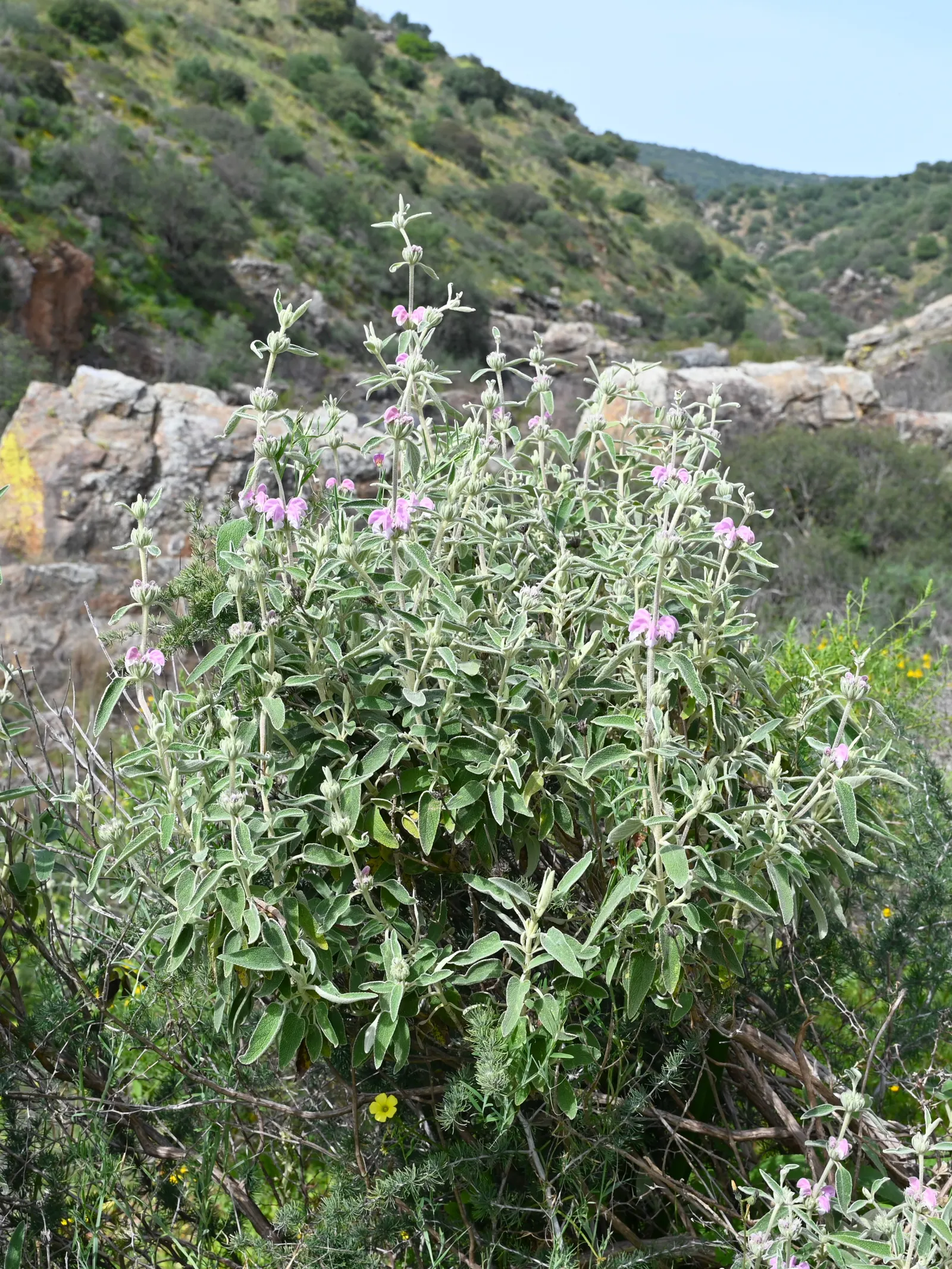 Purple Jerusalem Sage (Phlomis Purpurea) — These appear predominantly in late spring to early summer