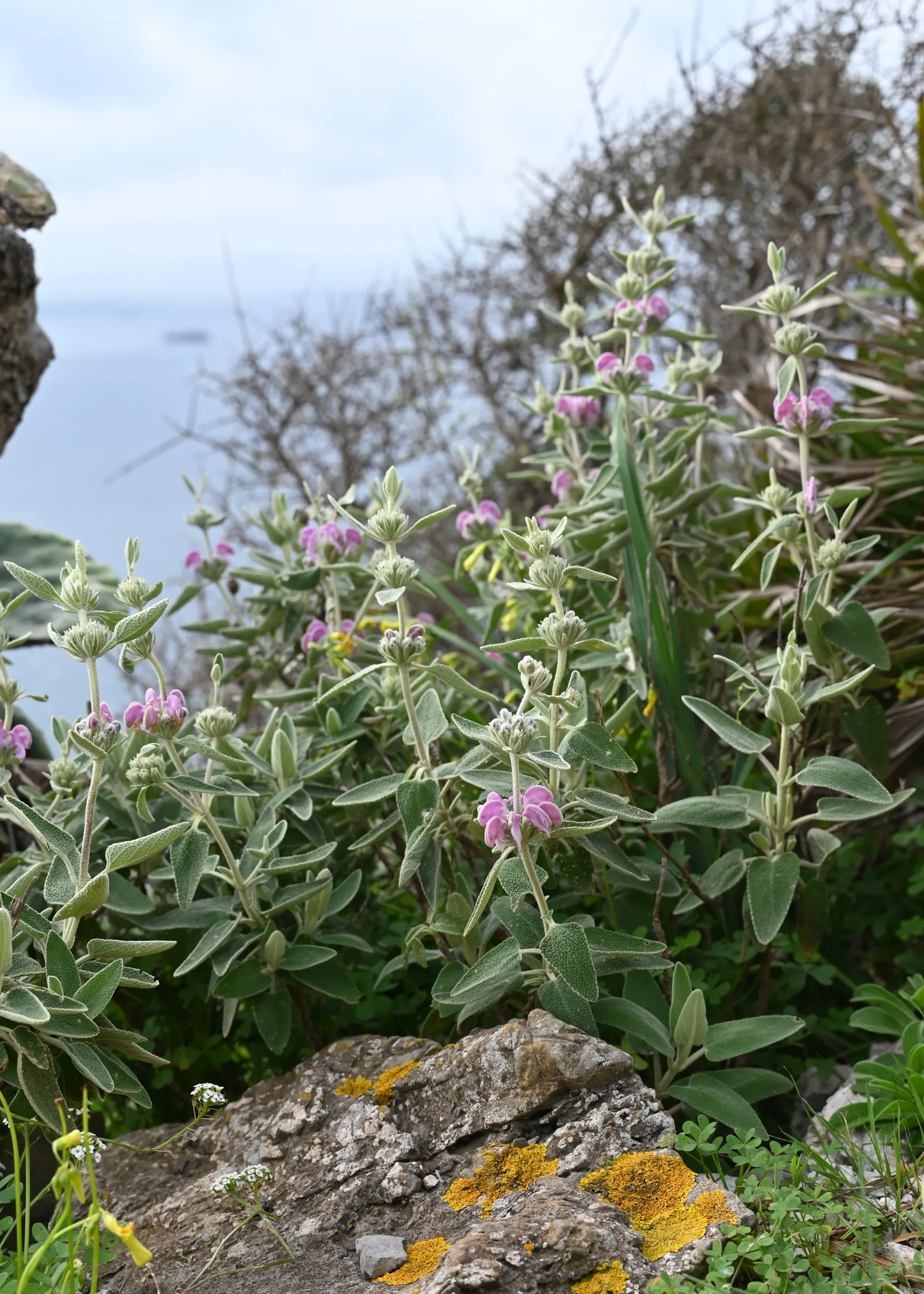 Purple Jerusalem Sage (Phlomis Purpurea) — this robust plant is well-suited for xeriscape gardens due to its drought-resistant nature; shrub with purple blooms