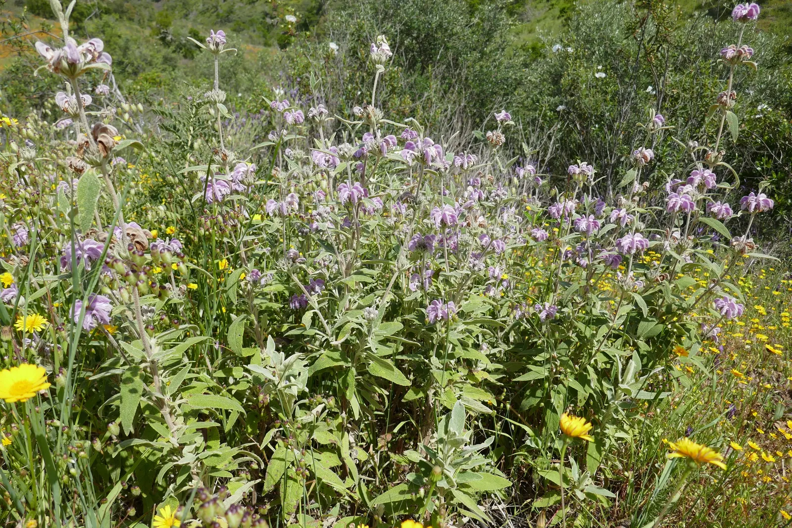 Purple Jerusalem Sage (Phlomis Purpurea) — grouped in tiered whorls that encircle the stem and create a striking contrast
