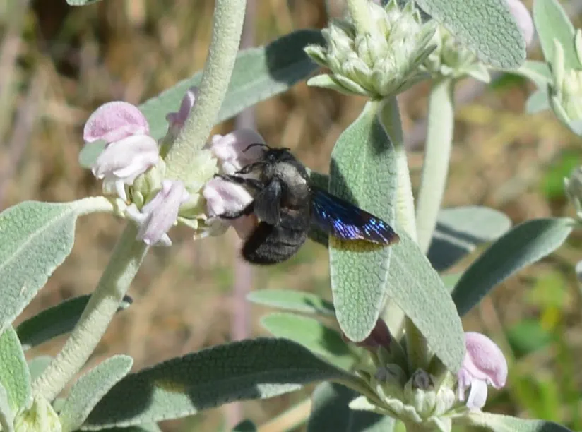 Purple Jerusalem Sage (Phlomis Purpurea) — and hummingbirds with its nectar-rich flowers
