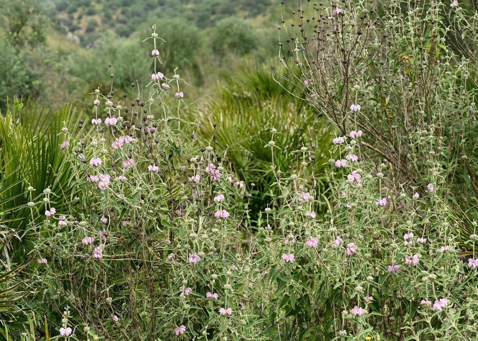 Purple Jerusalem Sage (Phlomis Purpurea) — shrub for full; and hummingbirds with its nectar-rich flowers