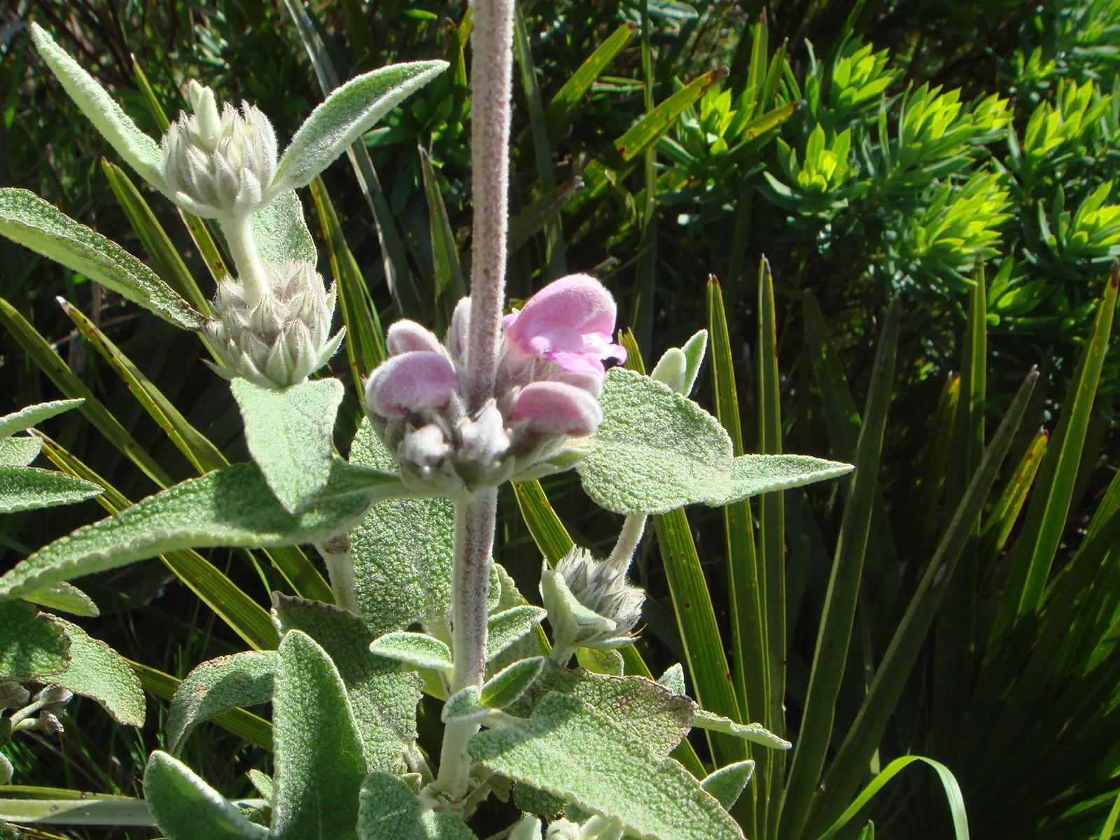 Purple Jerusalem Sage (Phlomis Purpurea) — Ideal for a Mediterranean-themed garden, offering long-lasting blooms and a magnet for pollinators; and can measure