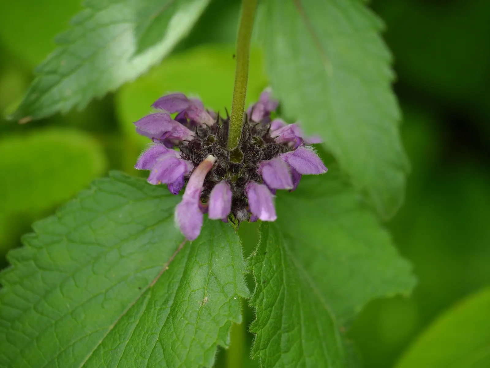 Purple Jerusalem Sage (Phlomis Purpurea) — requiring minimal watering and pruning; these appear predominantly in late spring to early summer