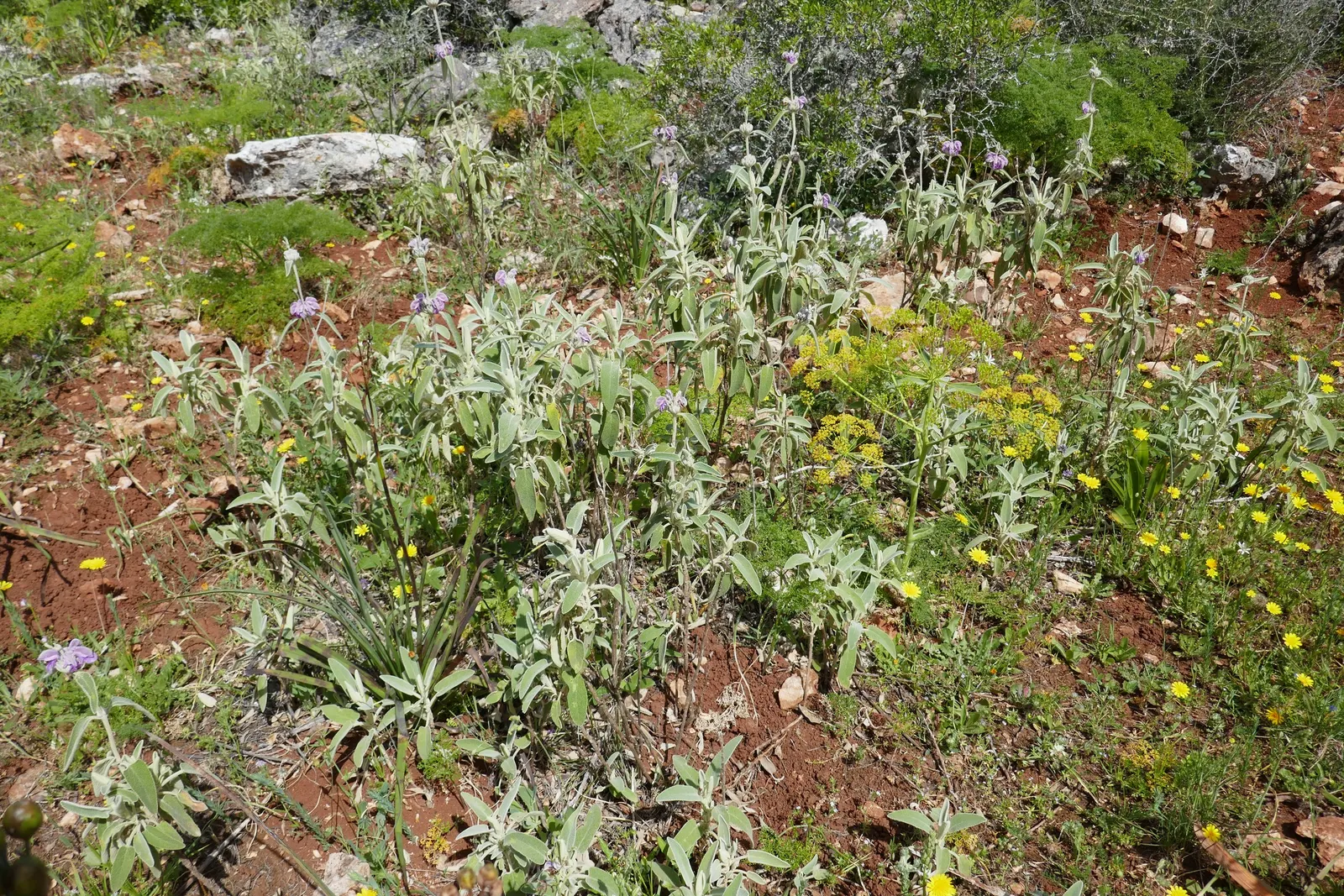 Purple Jerusalem Sage (Phlomis Purpurea) — providing a substantial presence in garden borders or as a focal point; yet dense backdrop to the intensely colored