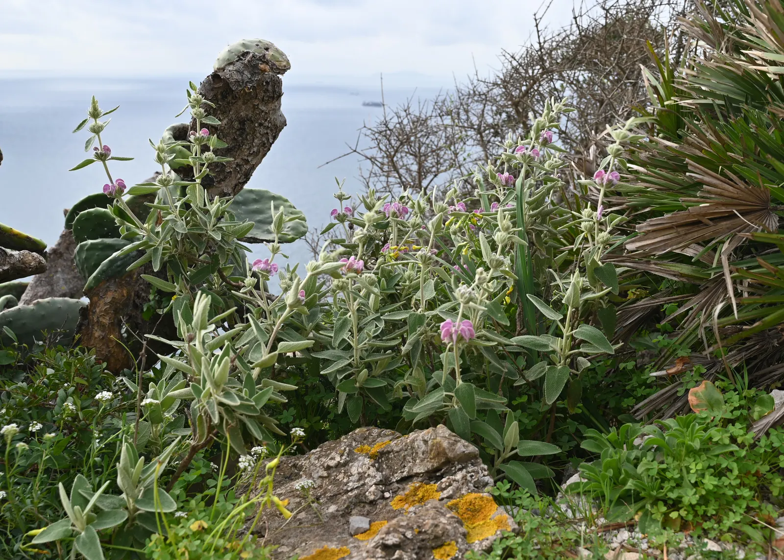 Purple Jerusalem Sage (Phlomis Purpurea) — Each flower measures roughly 1 inch in diameter.<br><br>For optimal growth; grouped in tiered whorls that encircle
