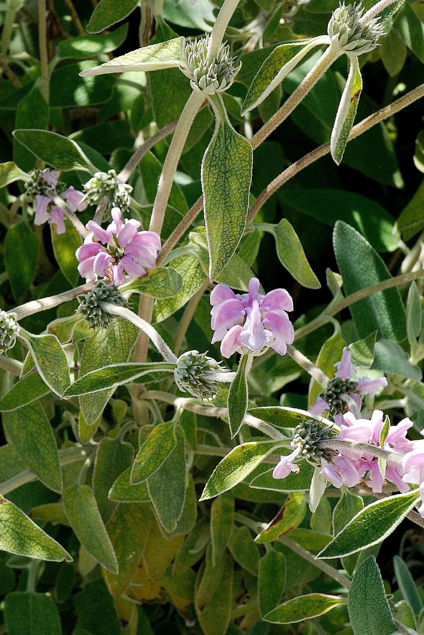 Purple Jerusalem Sage (Phlomis Purpurea) — These appear predominantly in late spring to early summer; is a hardy perennial showcasing stunning whorls of tubular