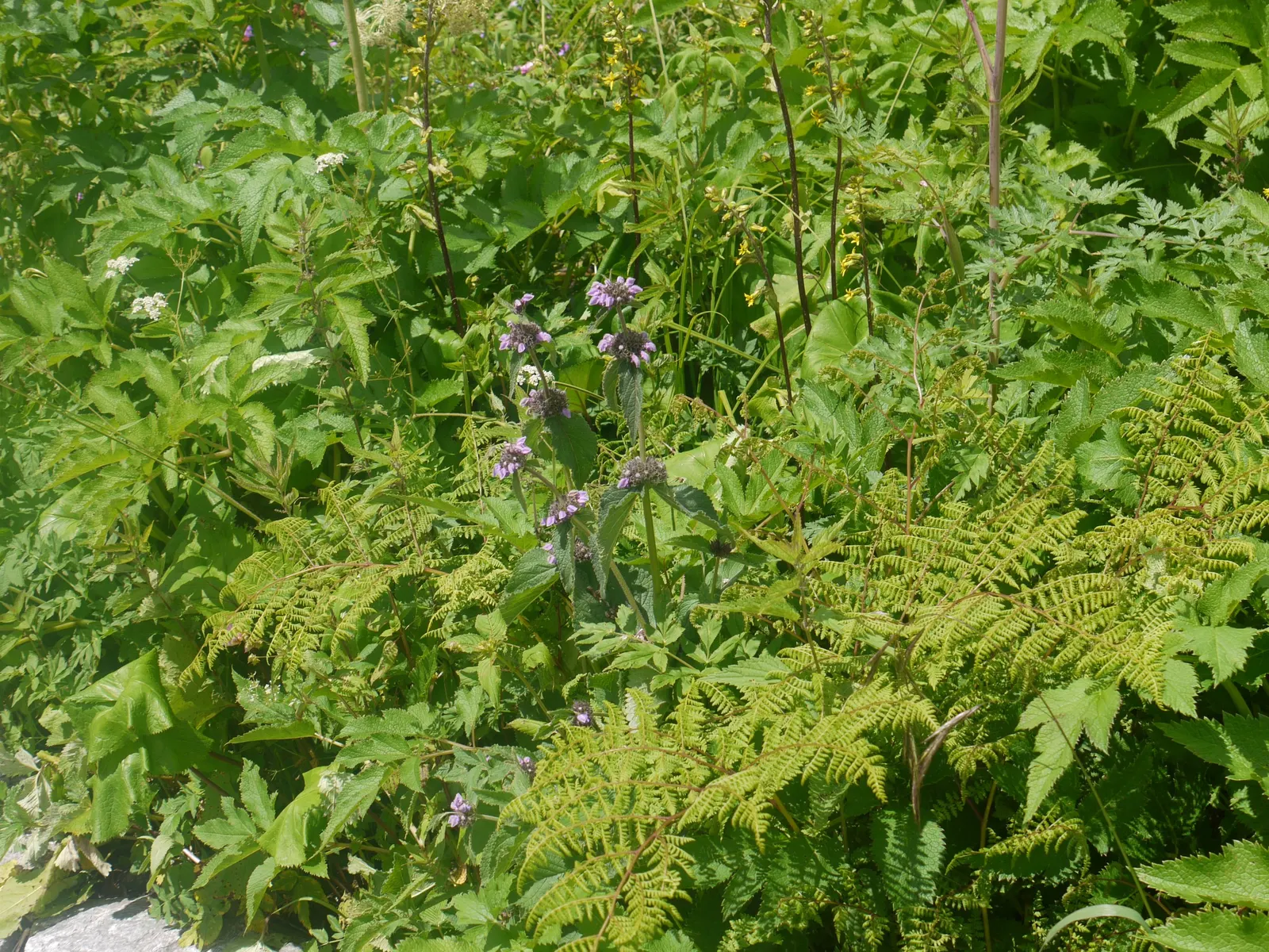 Purple Jerusalem Sage (Phlomis Purpurea) — and can measure up to 6 inches long; shrub for full