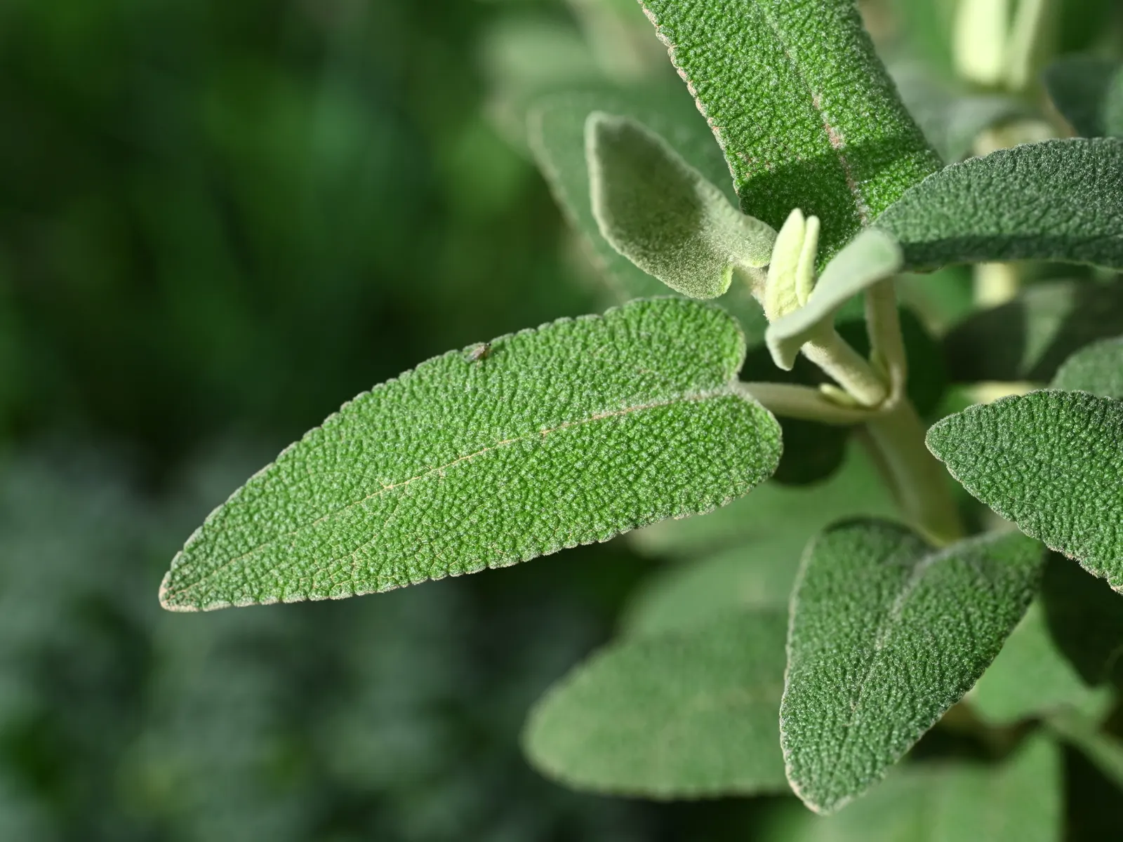 Purple Jerusalem Sage (Phlomis Purpurea) — is a hardy perennial showcasing stunning whorls of tubular; sage-green leaves are evergreen in milder climates