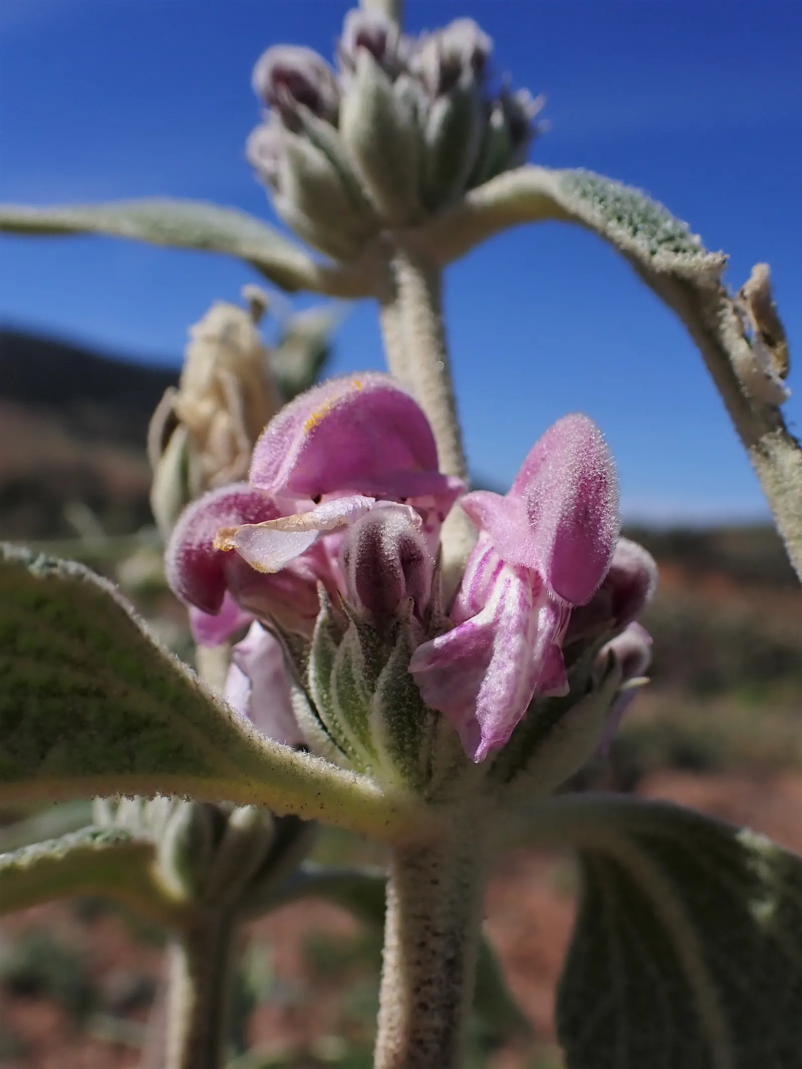 Purple Jerusalem Sage (Phlomis Purpurea) — requiring minimal watering and pruning