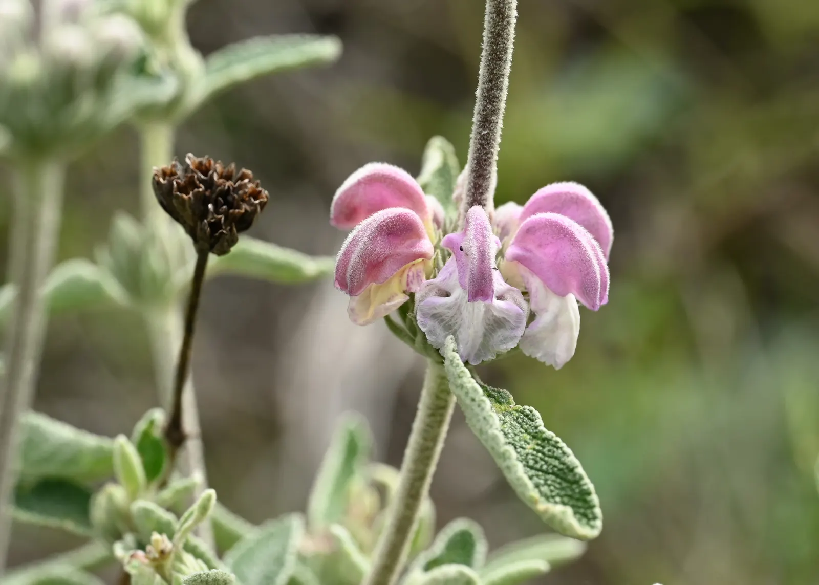 Purple Jerusalem Sage (Phlomis Purpurea) — providing a substantial presence in garden borders or as a focal point