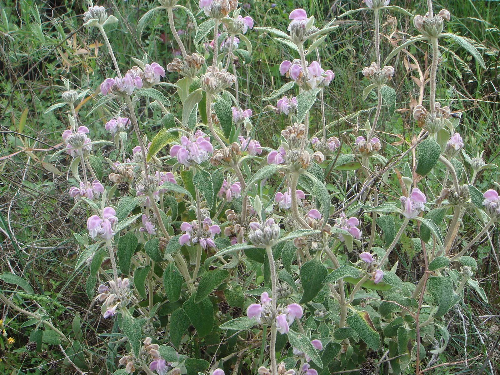 Purple Jerusalem Sage (Phlomis Purpurea) — Ideal for a Mediterranean-themed garden, offering long-lasting blooms and a magnet for pollinators