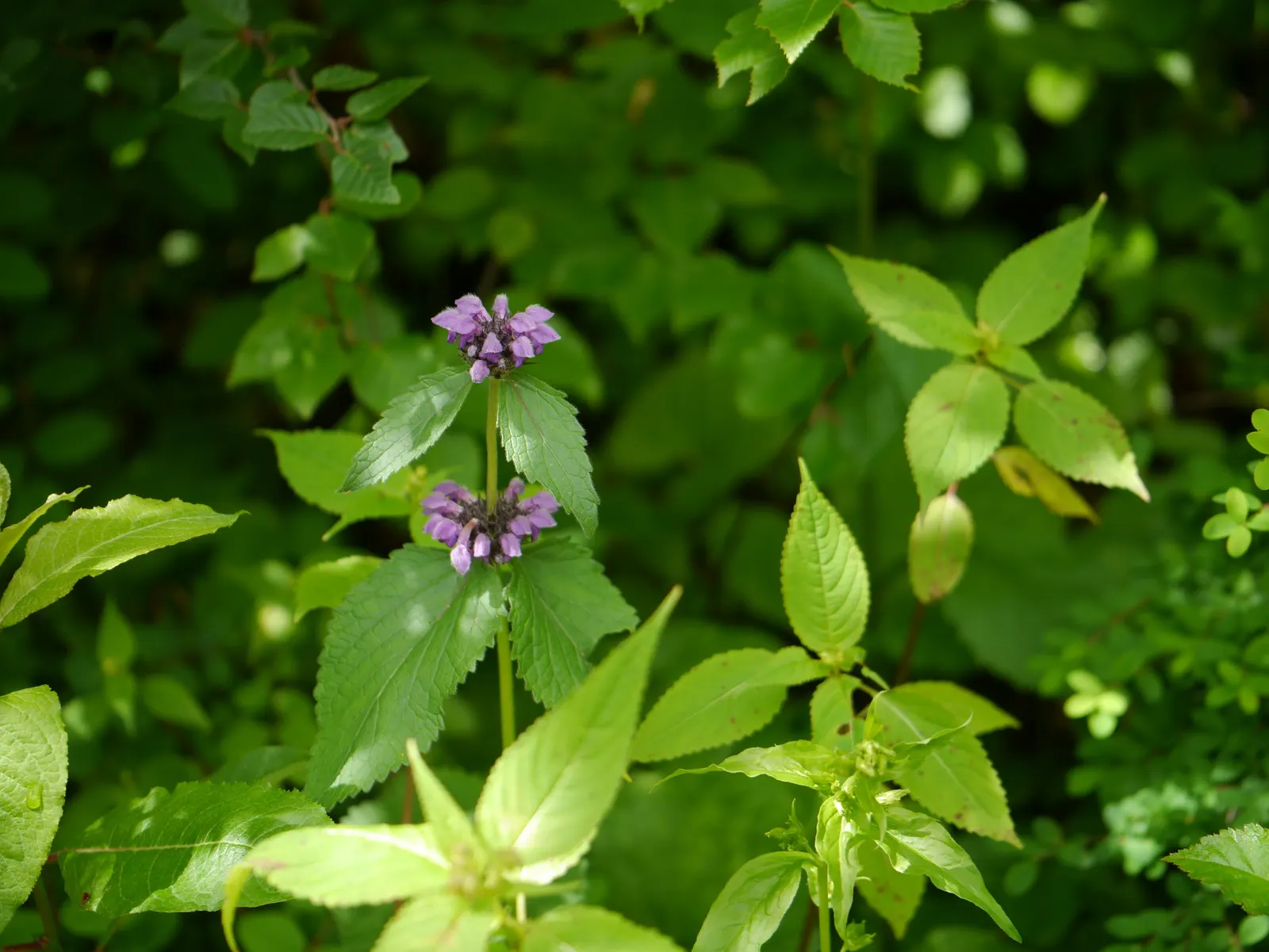 Purple Jerusalem Sage (Phlomis Purpurea) — <br><br>The blooms themselves are a deep magenta-purple