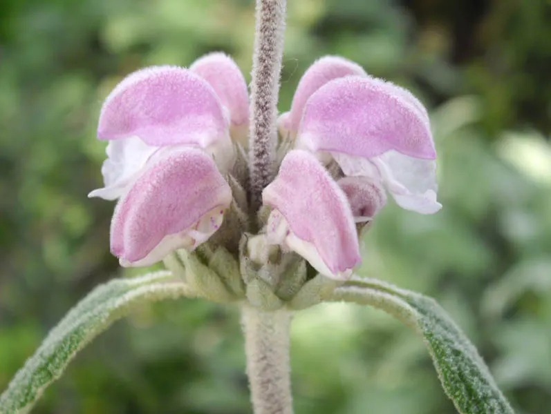 Purple Jerusalem Sage (Phlomis Purpurea) — Reaching up to 3 feet in height and spreading 2-3 feet wide