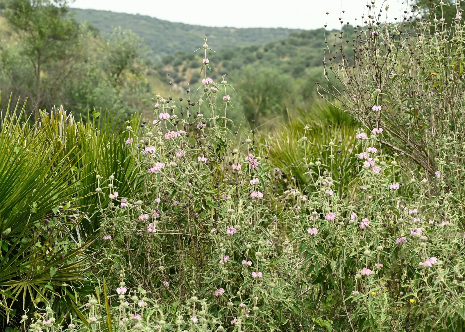 Purple Jerusalem Sage (Phlomis Purpurea) — with intermittent blooms sometimes persisting until fall; this robust plant is well-suited for xeriscape gardens due