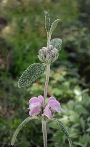 Purple Jerusalem Sage (Phlomis Purpurea) — shrub with purple blooms