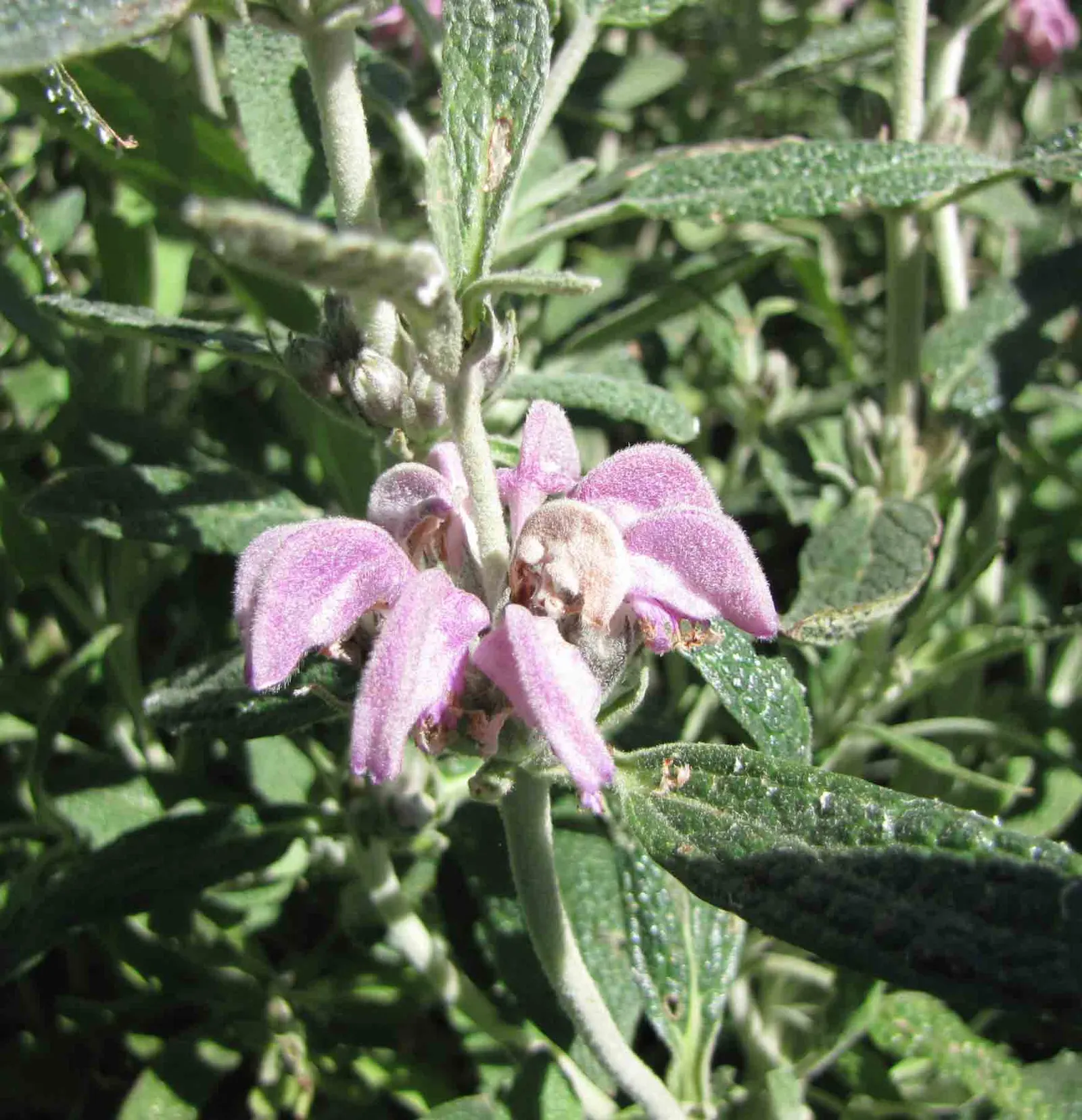 Purple Jerusalem Sage (Phlomis Purpurea) — It thrives in USDA Hardiness Zones 7 to 10; deep purple flowers atop square stems