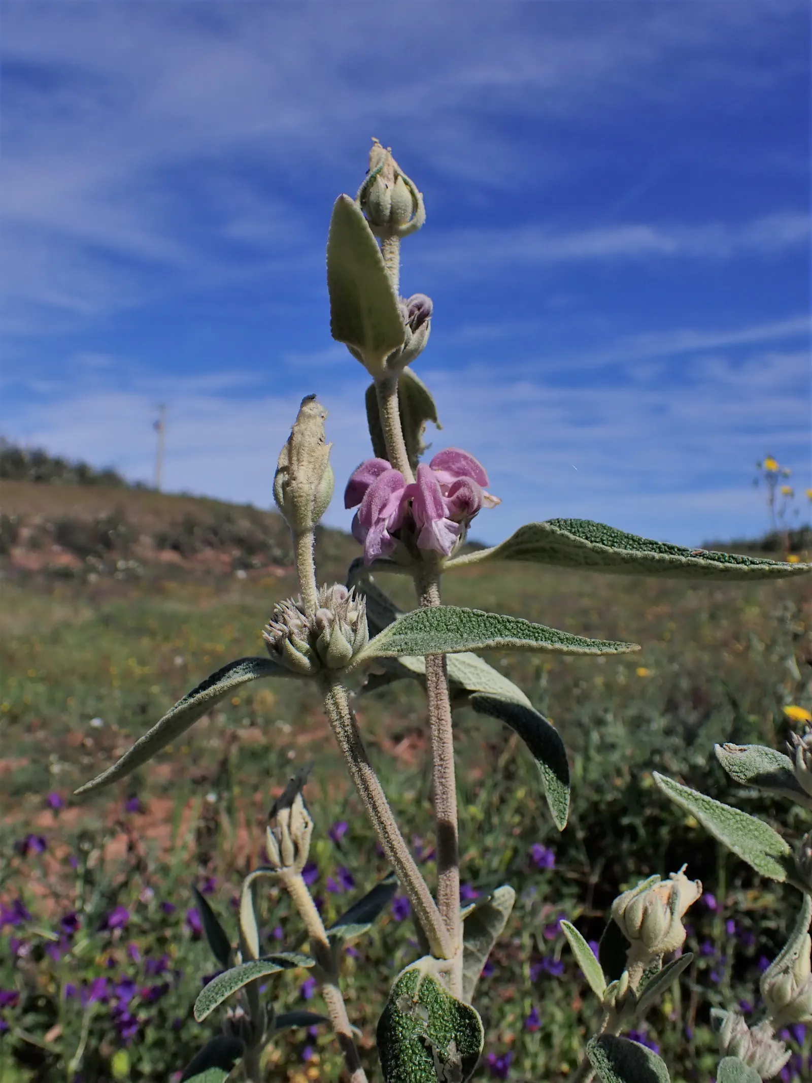 Purple Jerusalem Sage (Phlomis Purpurea) — <br><br>Its woody stems can reach a mature height of approximately 2 to 4 feet with an equal spread; ideal for a