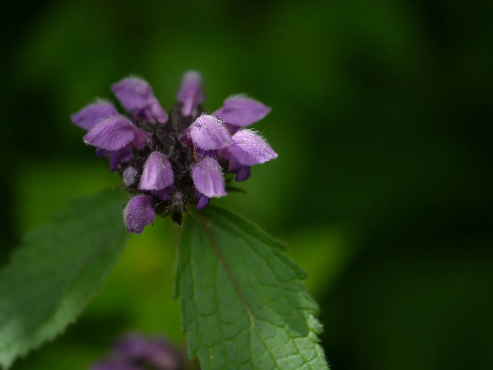 Purple Jerusalem Sage (Phlomis Purpurea) — The leaves of Phlomis purpurea are an attractive sage green; it thrives in USDA Hardiness Zones 7 to 10