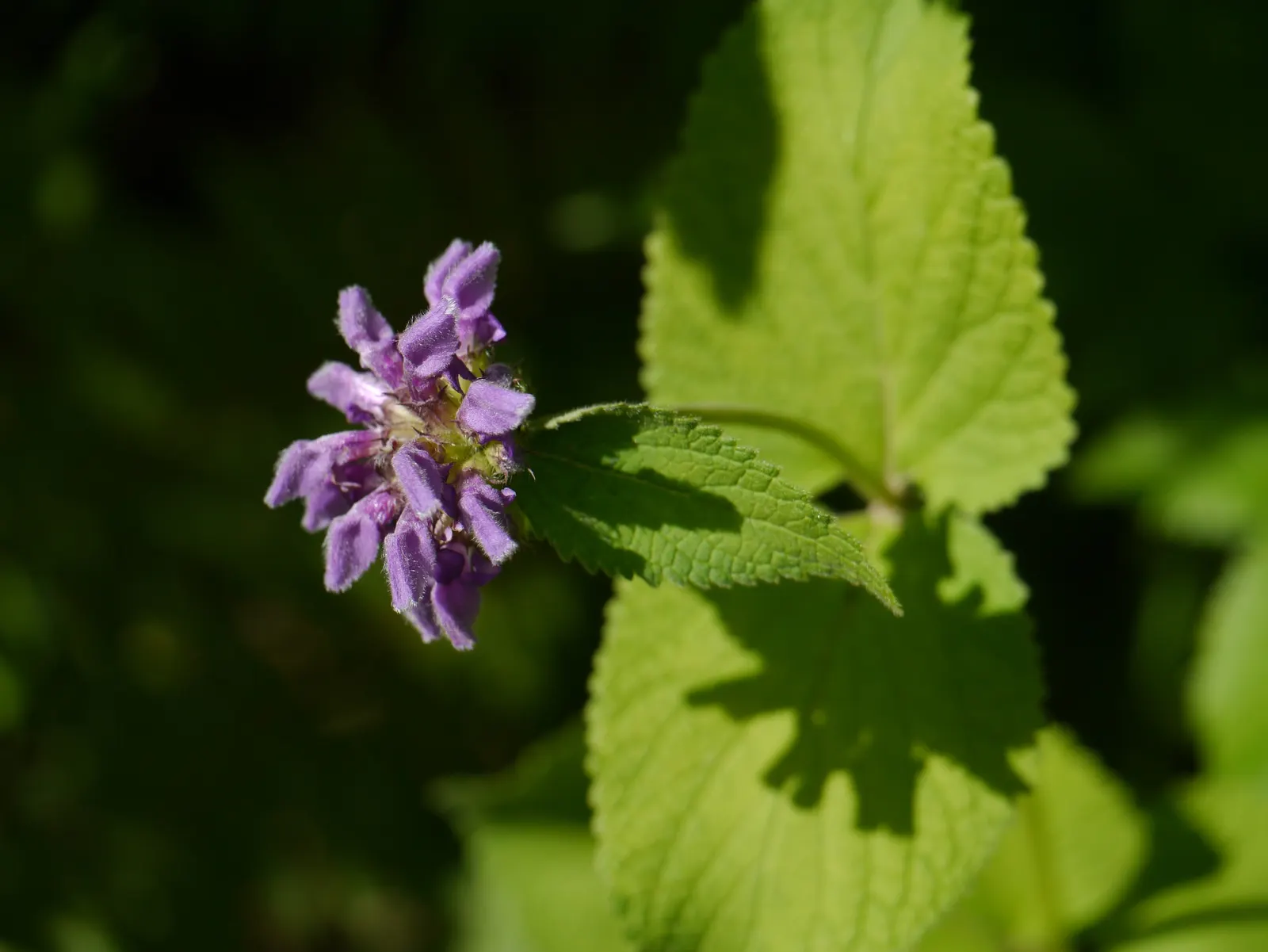 Purple Jerusalem Sage (Phlomis Purpurea) — and hummingbirds with its nectar-rich flowers; reaching up to 3 feet in height and spreading 2-3 feet wide