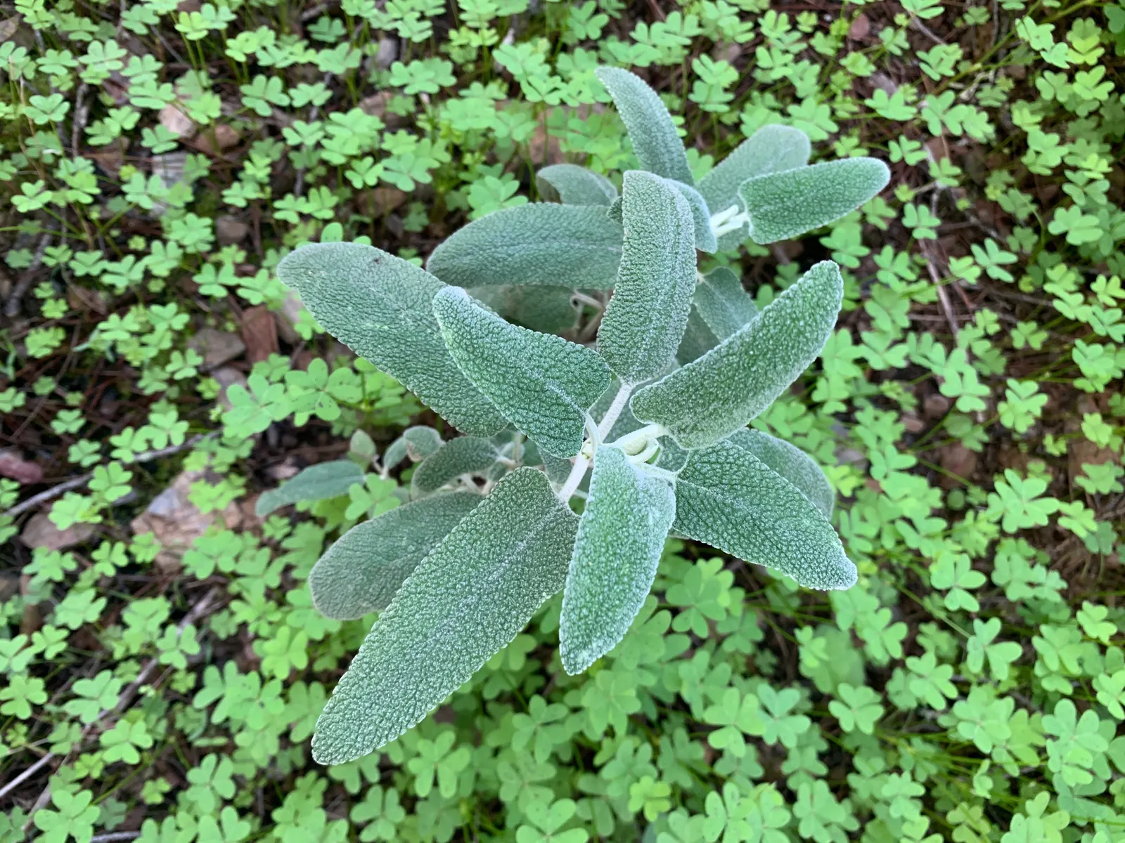 Purple Jerusalem Sage (Phlomis Purpurea) — Reaching up to 3 feet in height and spreading 2-3 feet wide; each flower measures roughly 1 inch in