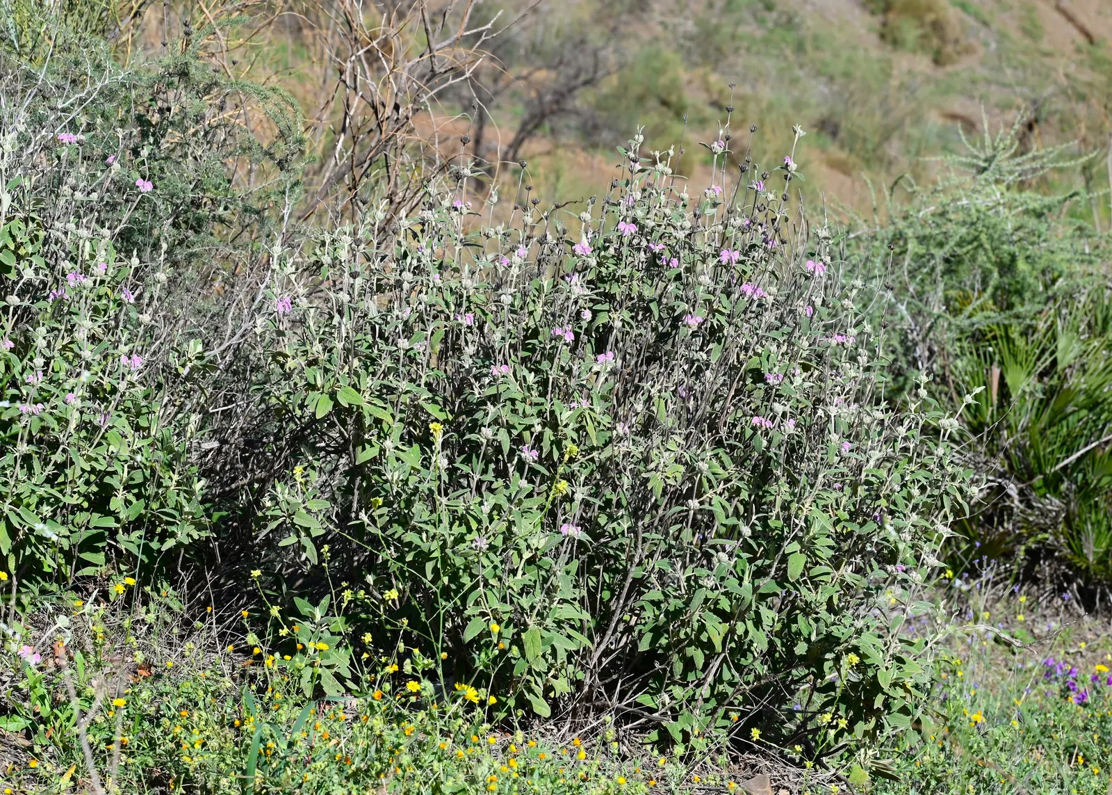Purple Jerusalem Sage (Phlomis Purpurea) — plant in well-draining soil and position in full sun to partial shade