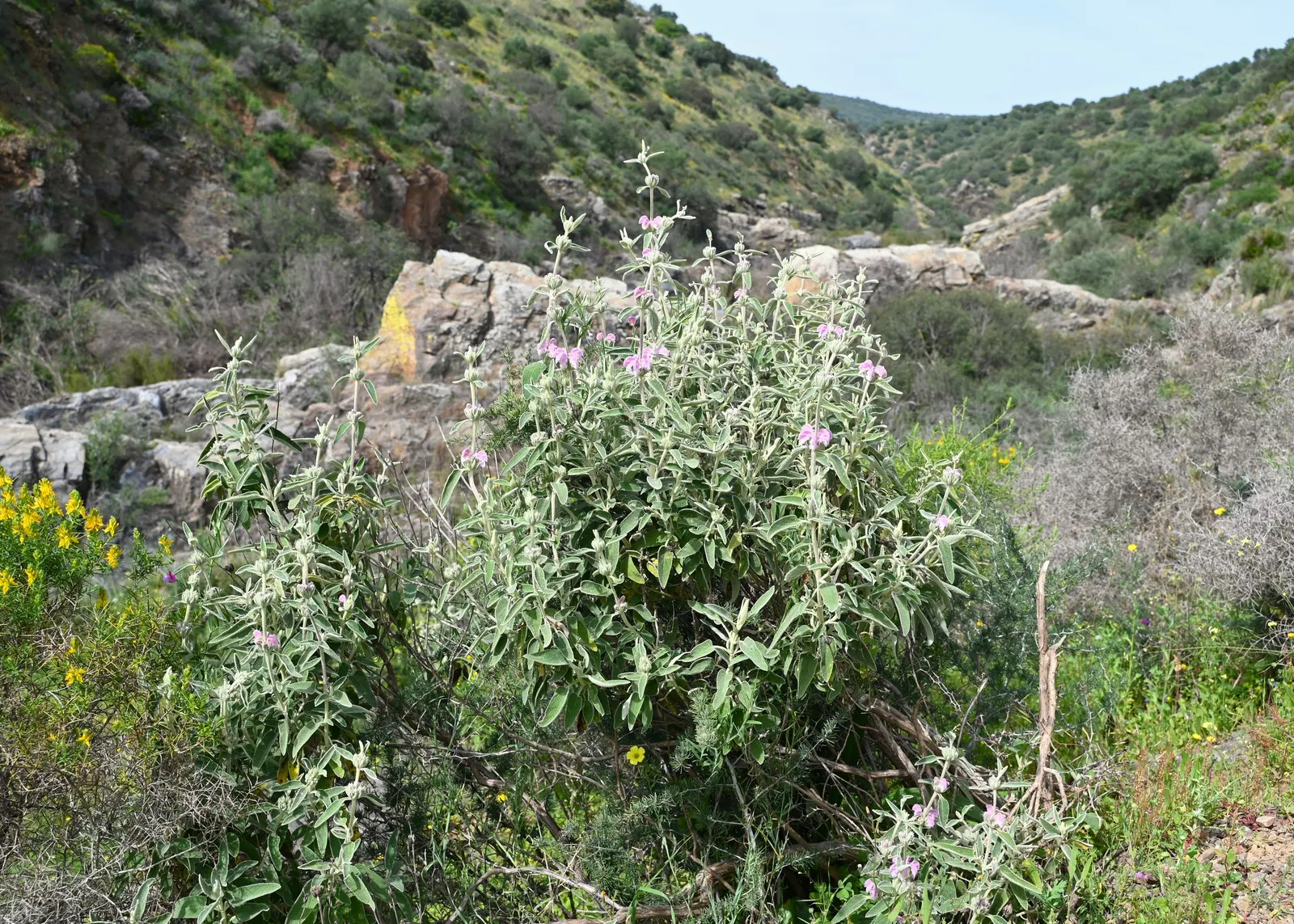 Purple Jerusalem Sage (Phlomis Purpurea) — purple flowers in the garden; providing a substantial presence in garden borders or as a focal point