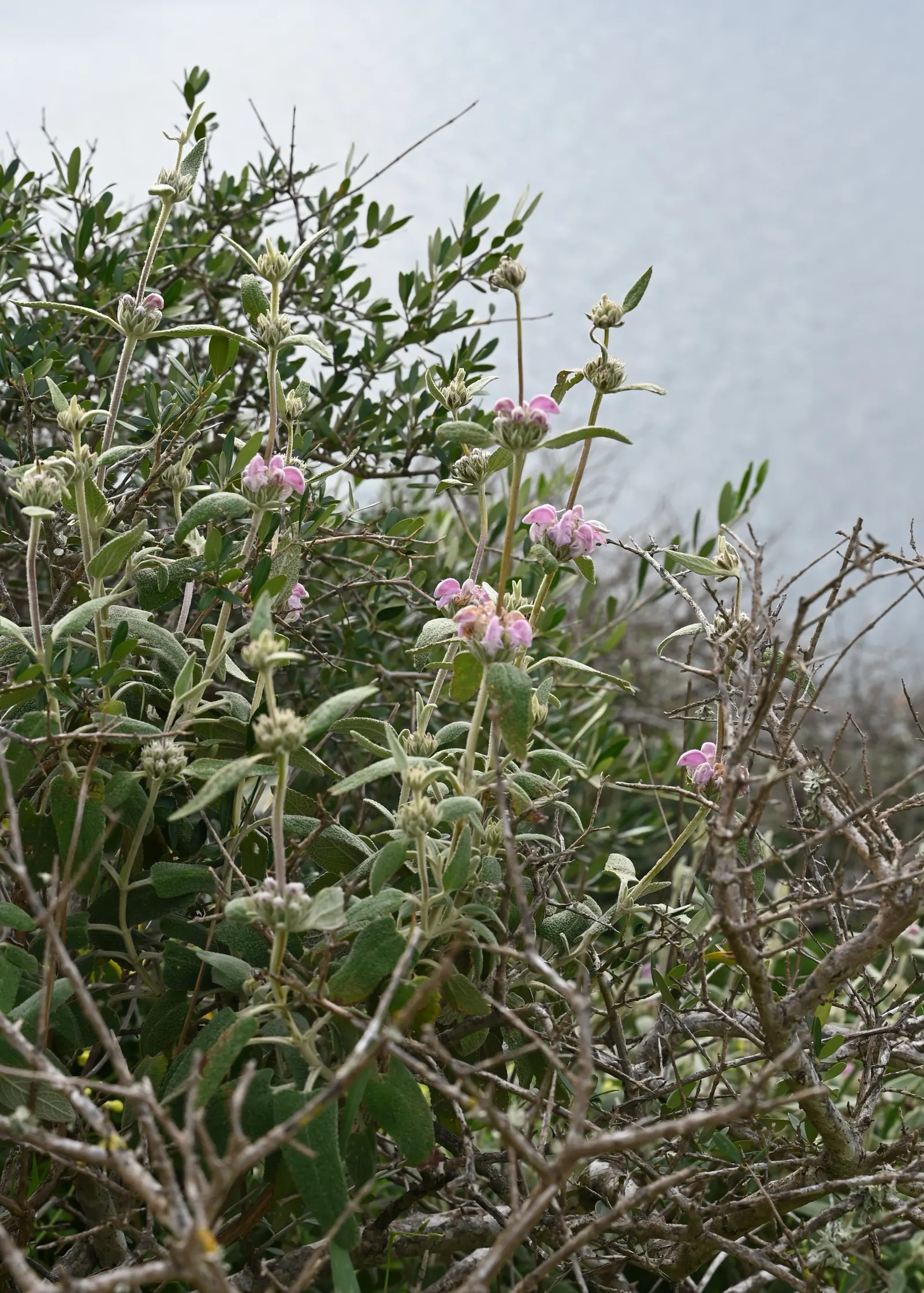 Purple Jerusalem Sage (Phlomis Purpurea) — <br><br>The blooms themselves are a deep magenta-purple, image 41