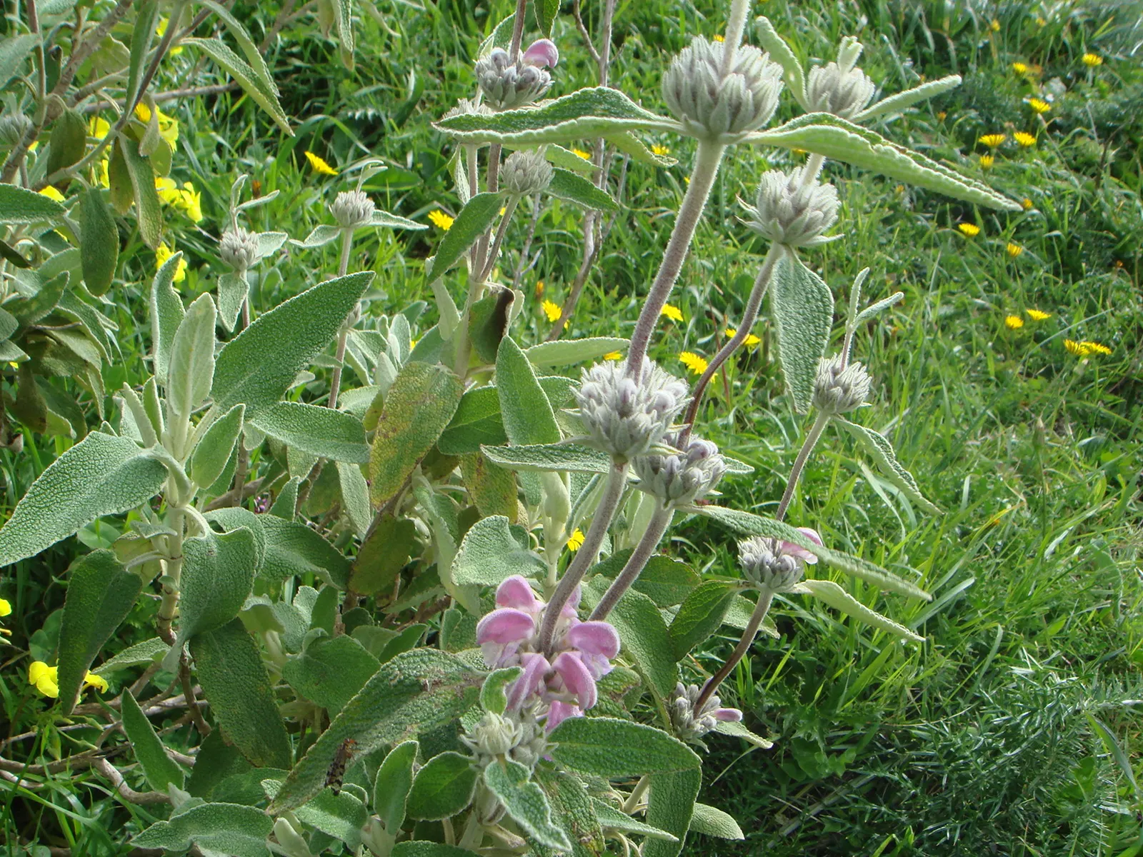 Purple Jerusalem Sage (Phlomis Purpurea) — this robust plant is well-suited for xeriscape gardens due to its drought-resistant nature