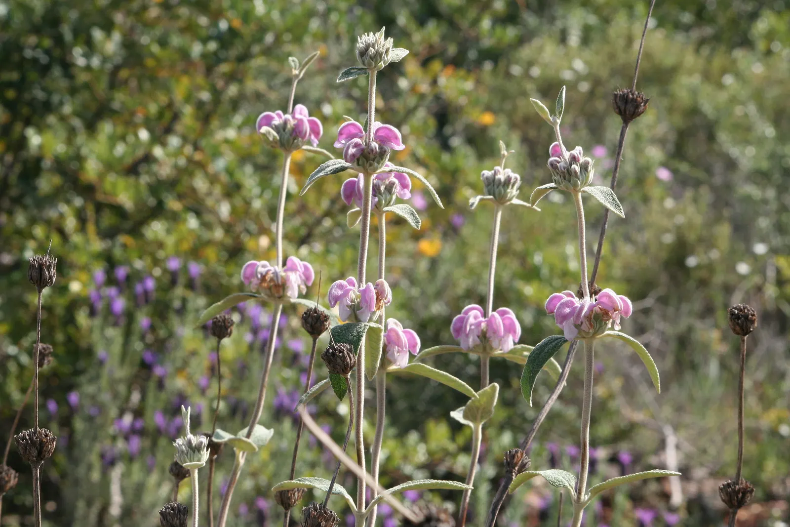 Purple Jerusalem Sage (Phlomis Purpurea) — shrub with purple blooms; with intermittent blooms sometimes persisting until fall