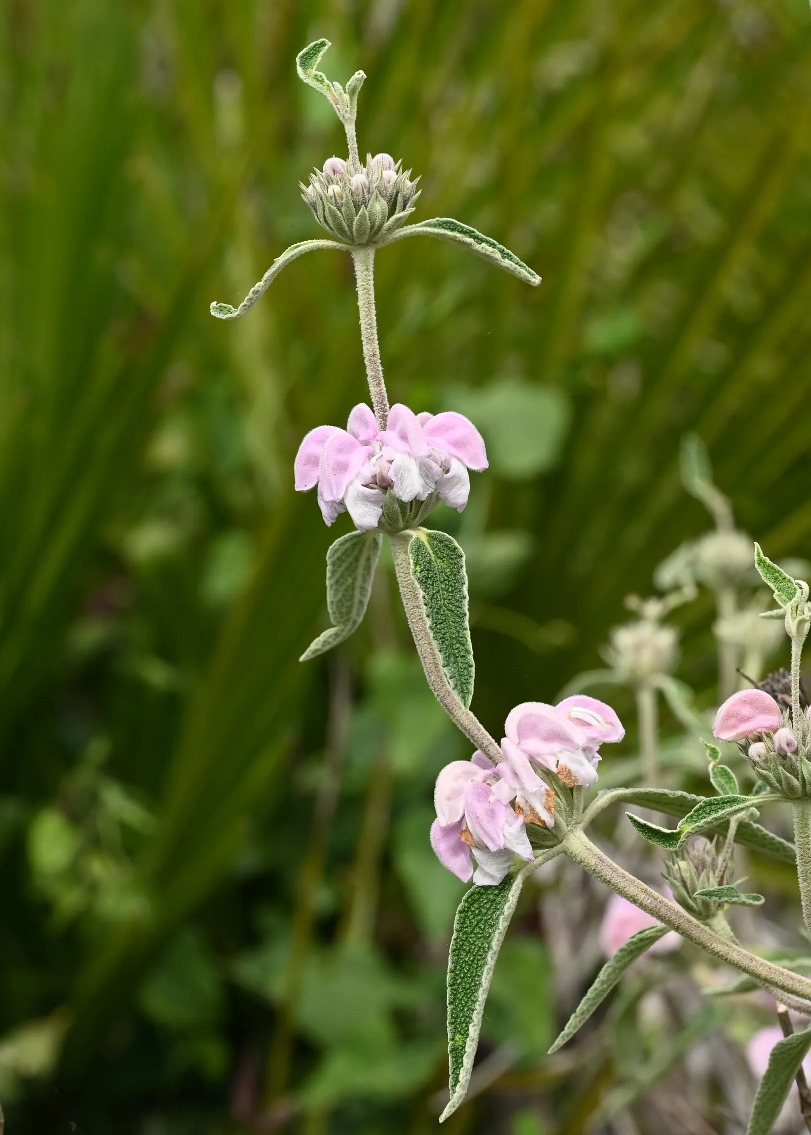 Purple Jerusalem Sage (Phlomis Purpurea) — deep purple flowers atop square stems; the leaves of Phlomis purpurea are an attractive sage green