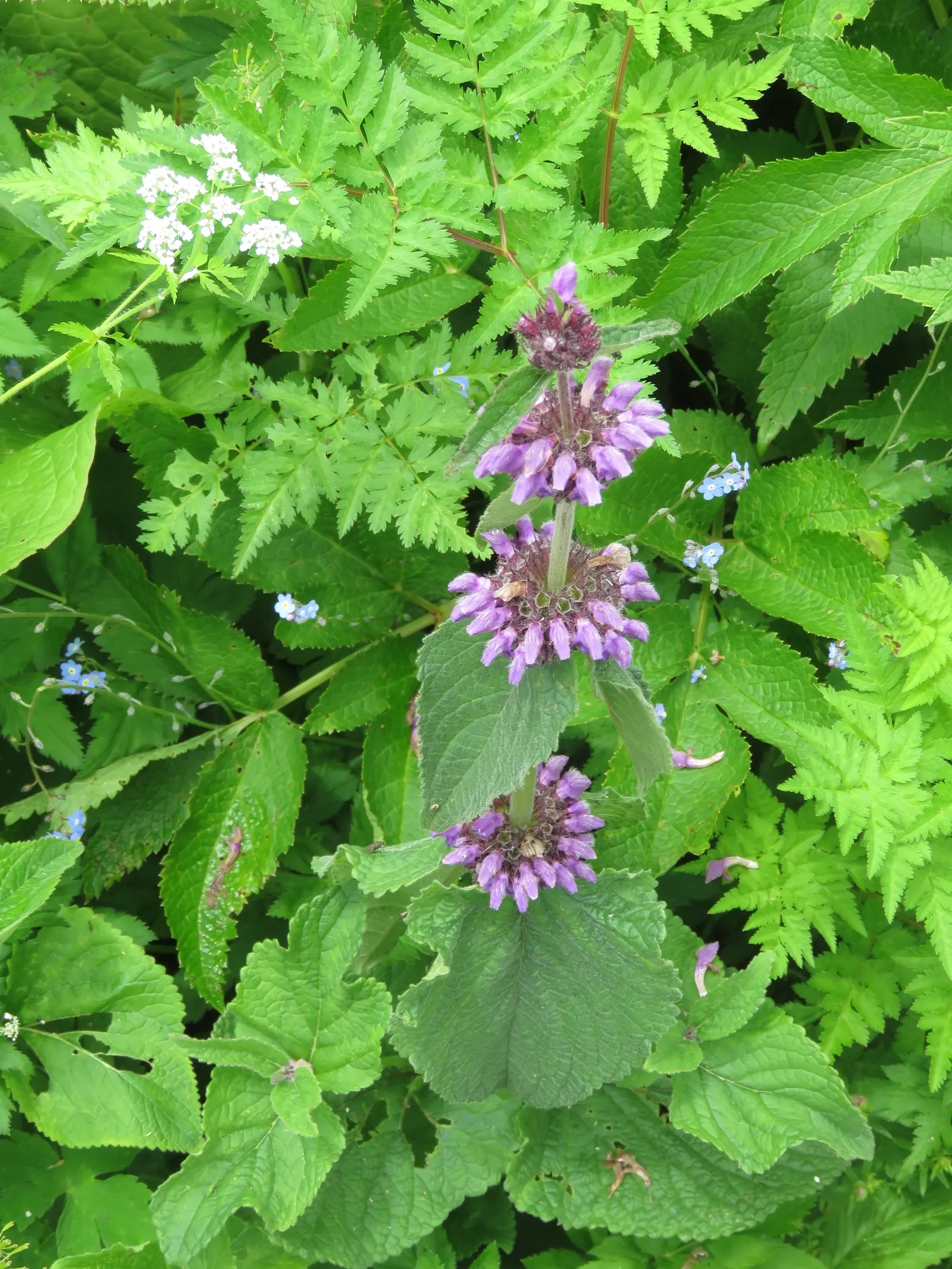 Purple Jerusalem Sage (Phlomis Purpurea) — shrub for full
