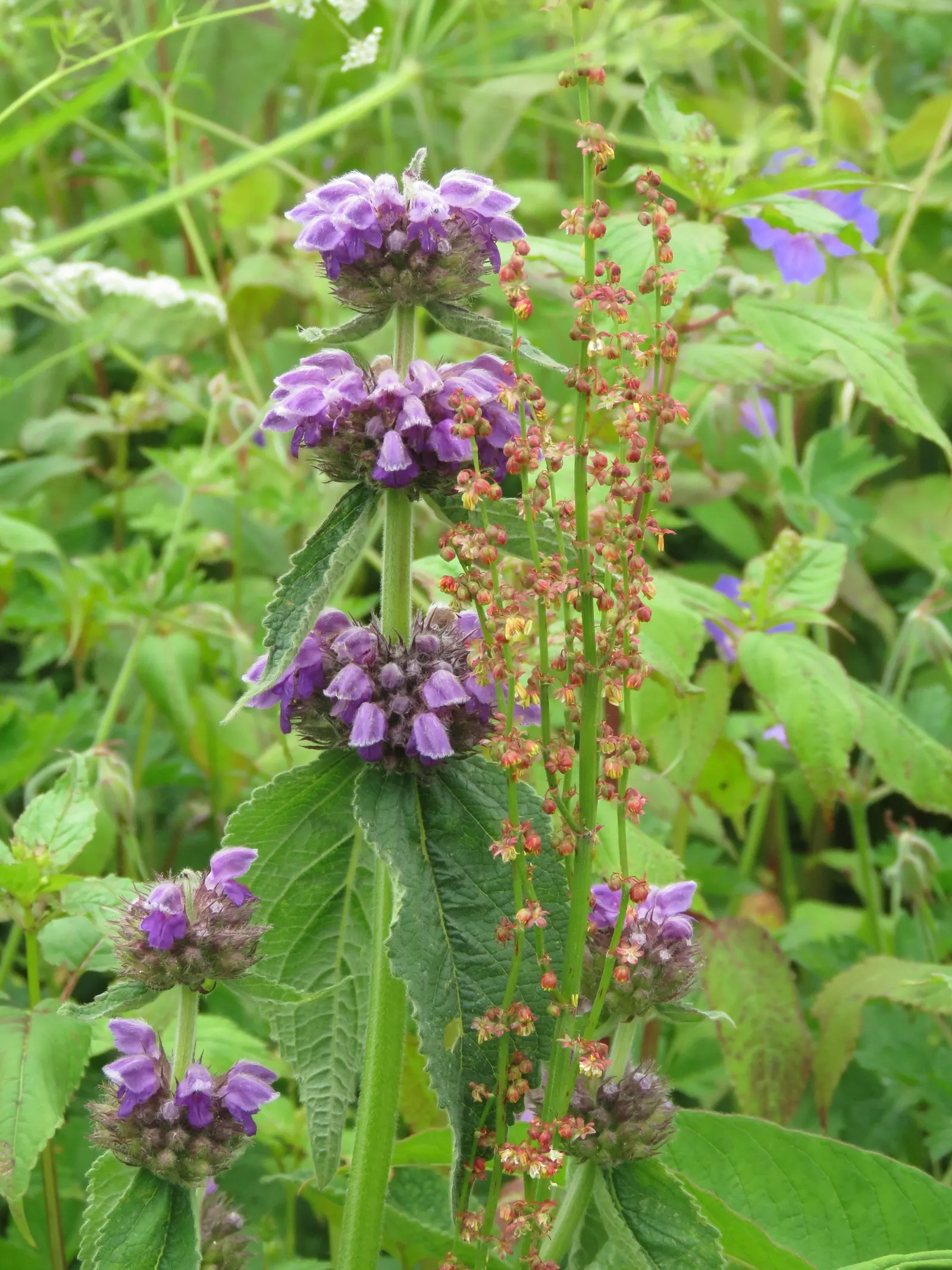 Purple Jerusalem Sage (Phlomis Purpurea) — sage-green leaves are evergreen in milder climates; purple flowers in the garden