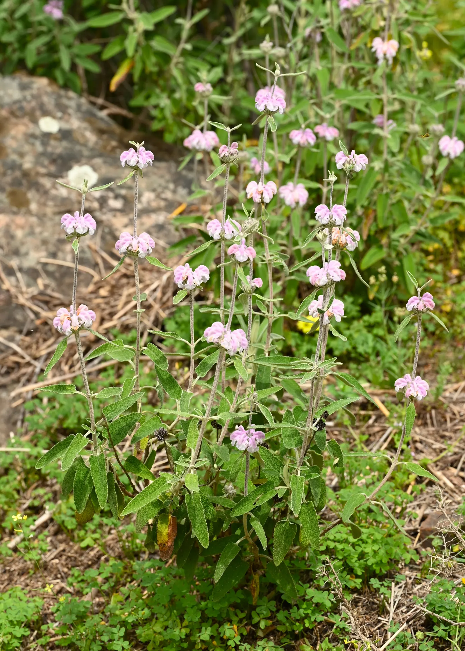 Purple Jerusalem Sage (Phlomis Purpurea) — is a hardy perennial showcasing stunning whorls of tubular