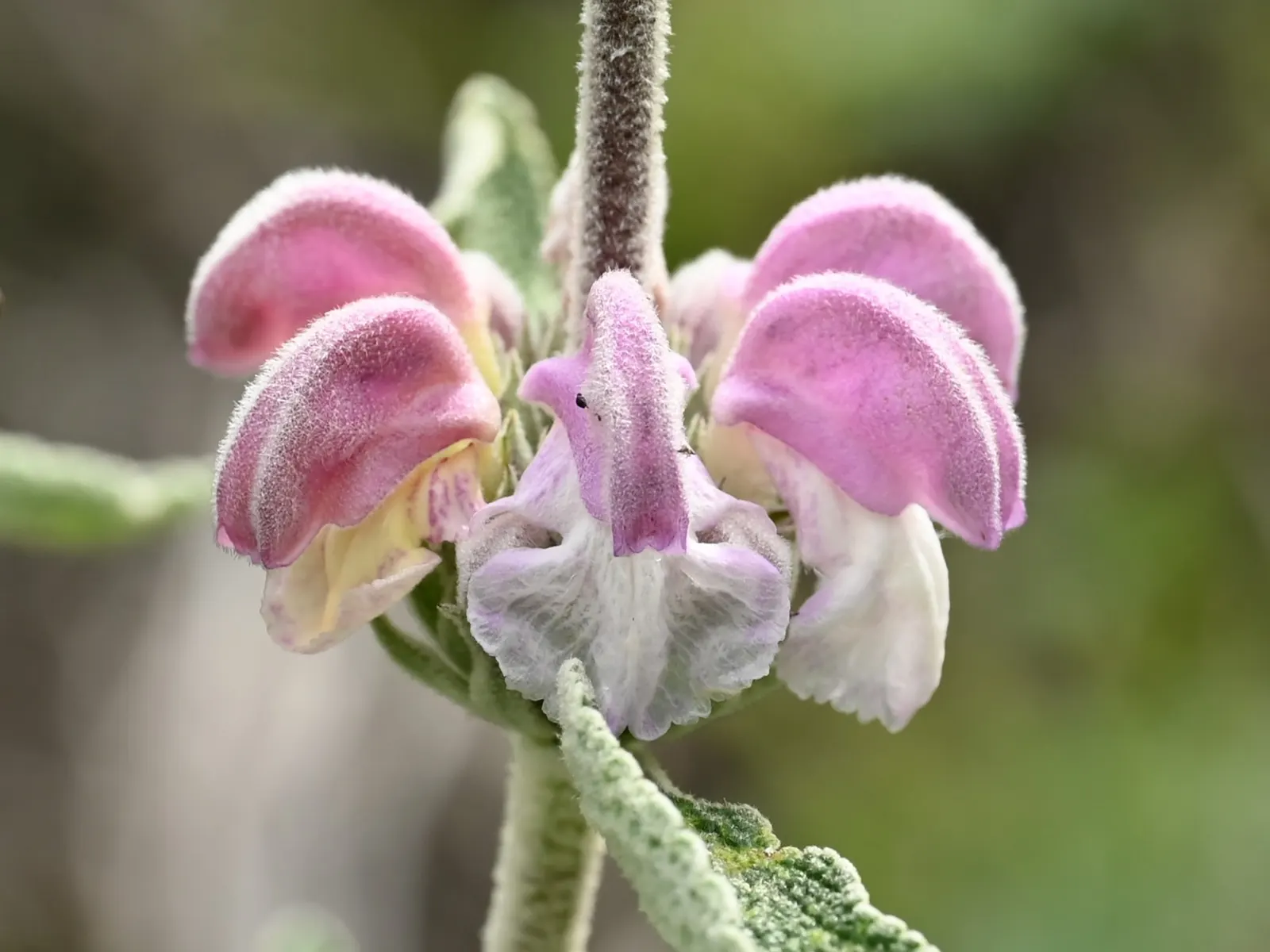 Purple Jerusalem Sage (Phlomis Purpurea) — is a hardy perennial showcasing stunning whorls of tubular; sage-green leaves are evergreen in milder, image 55