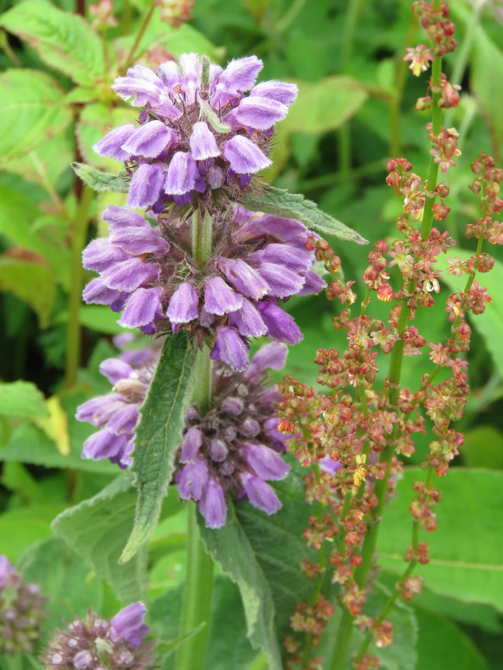 Purple Jerusalem Sage (Phlomis Purpurea) — Originating from the Mediterranean region