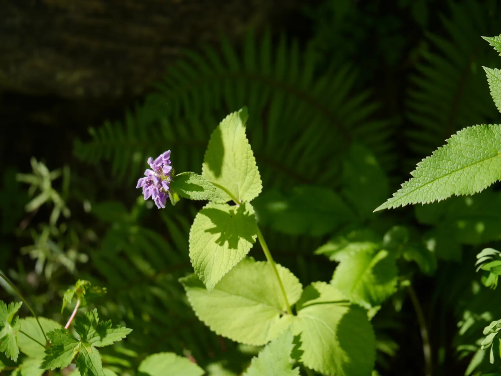 Purple Jerusalem Sage (Phlomis Purpurea) — plant in well-draining soil and position in full sun to partial shade; requiring minimal watering and pruning