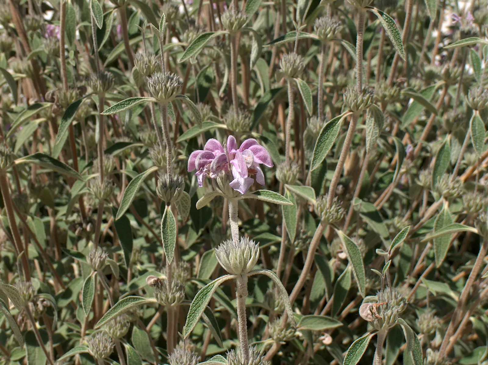 Purple Jerusalem Sage (Phlomis Purpurea) — grouped in tiered whorls that encircle the stem and create a striking contrast; the Purple Jerusalem Sage is low