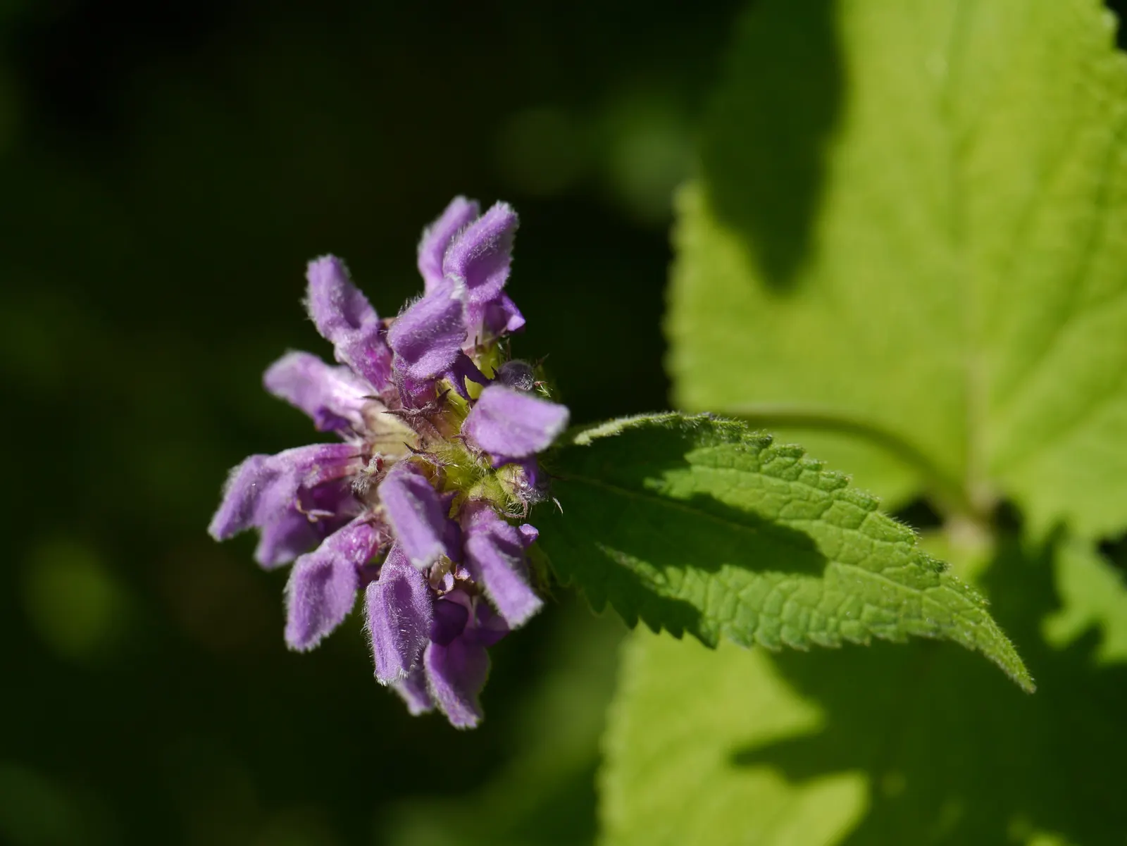 Purple Jerusalem Sage (Phlomis Purpurea) — deep purple flowers atop square stems; the leaves of Phlomis purpurea are an attractive sage green, image 56